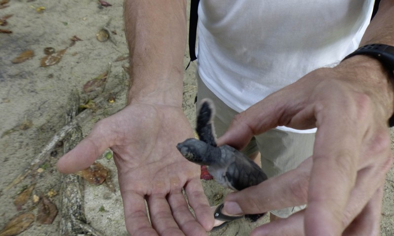 Releasing Hatchlings 