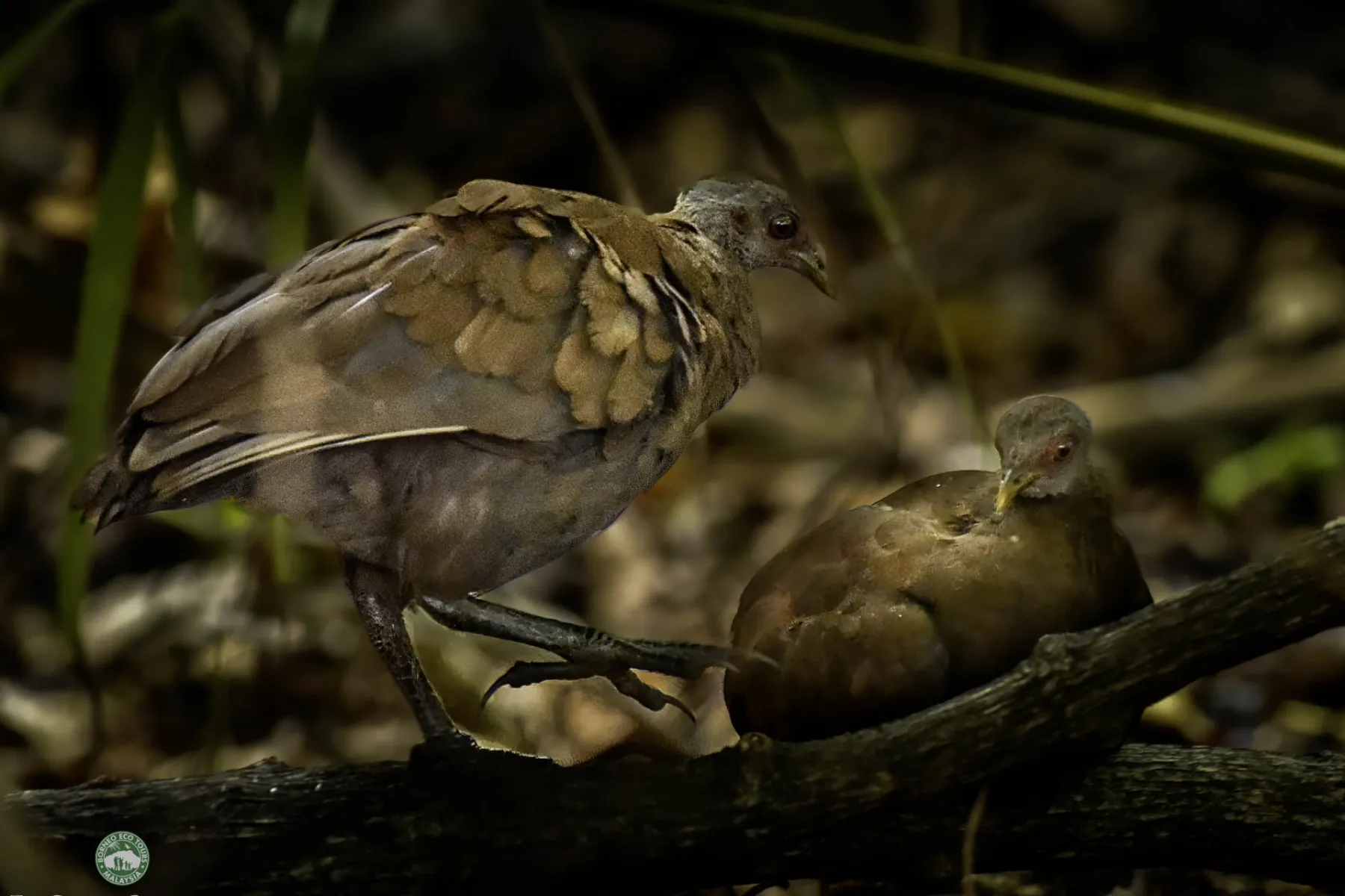 Scrub fowl