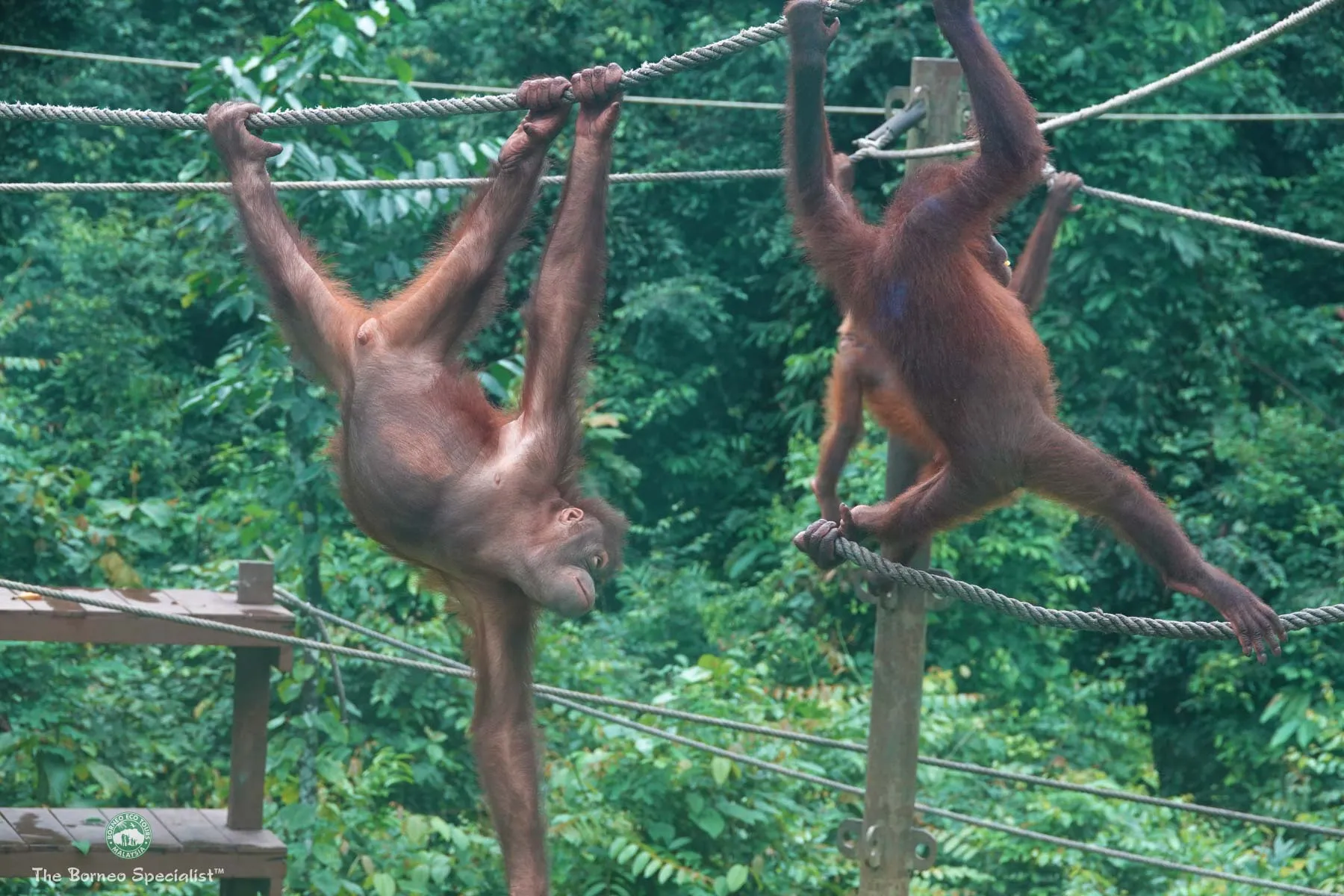 Observing young Orang Utans at the nursery