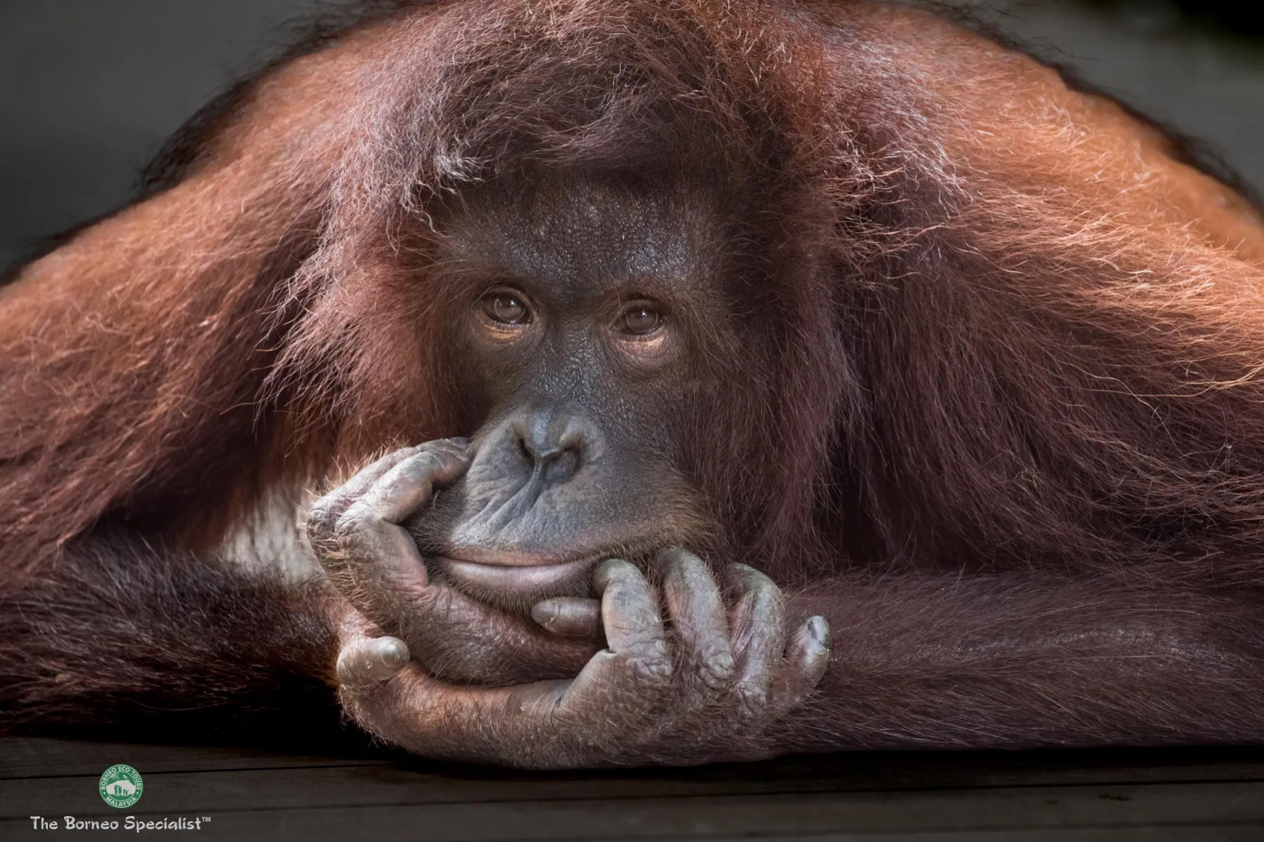 Observing young Orang Utans from the indoor nursery
