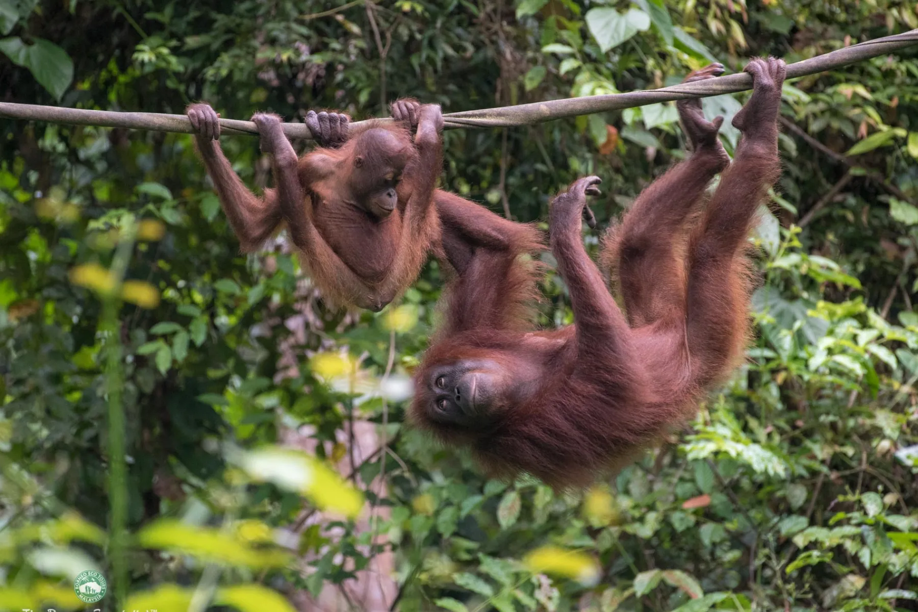 Sepilok Orang Utan Rehabilitation Centre Viewing platform
