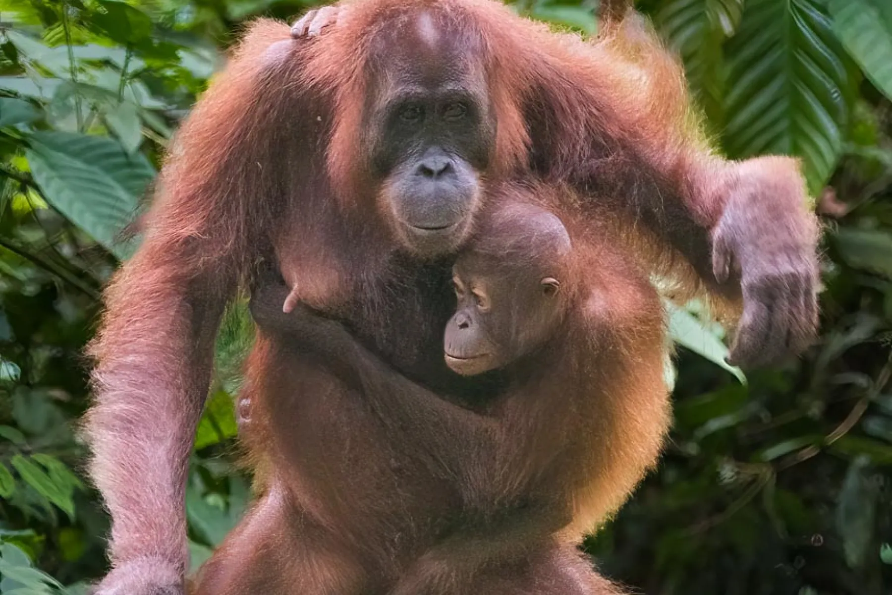 Orang utans arriving at feeding platform