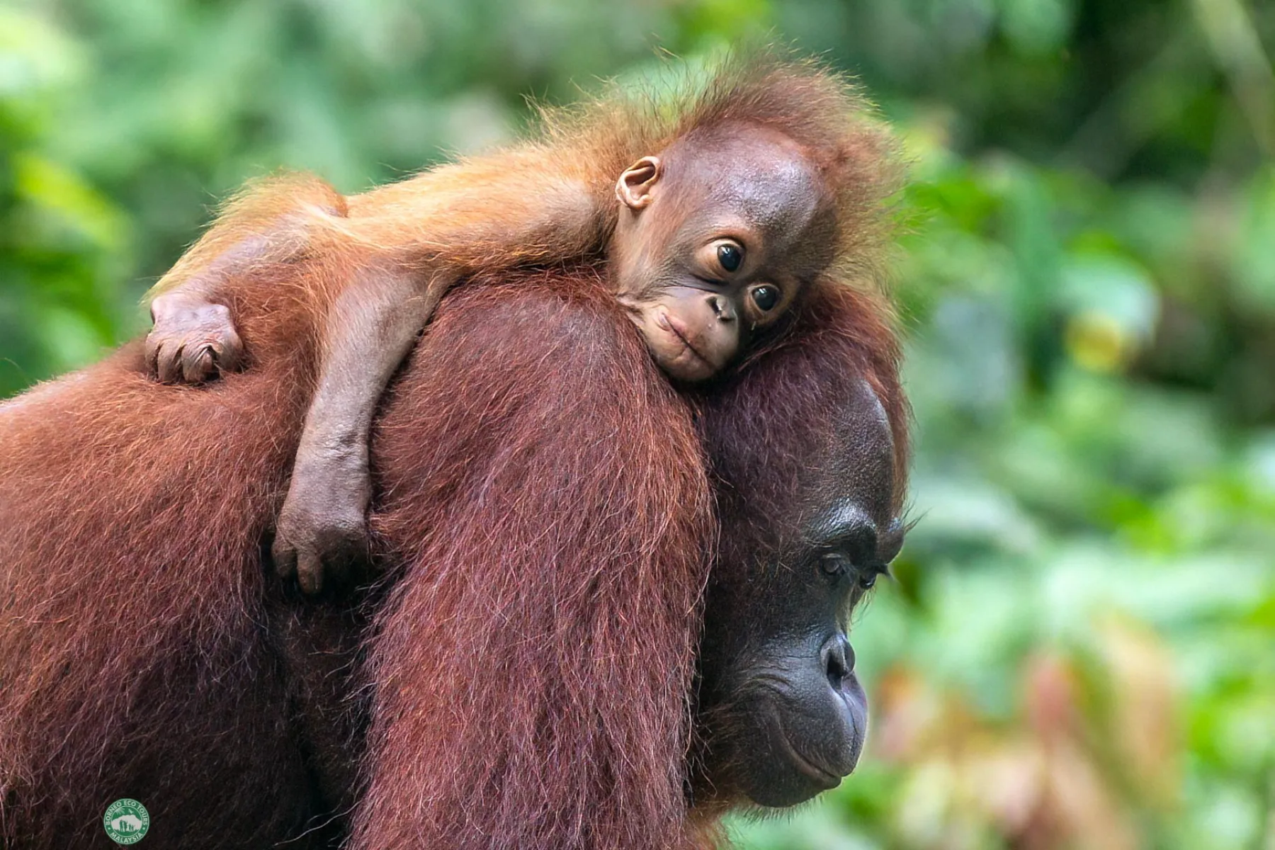 Mother and baby orang utans at feeding platform