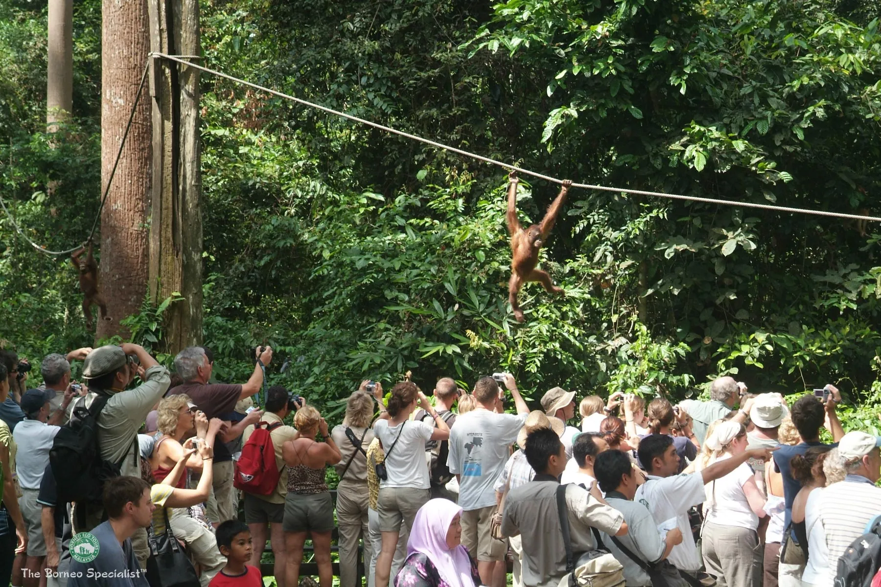 Feeding platform at Sepilok Orang utan Rehabiliation Centre