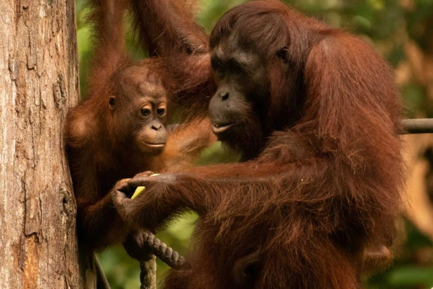 Mother and young infant orang utan