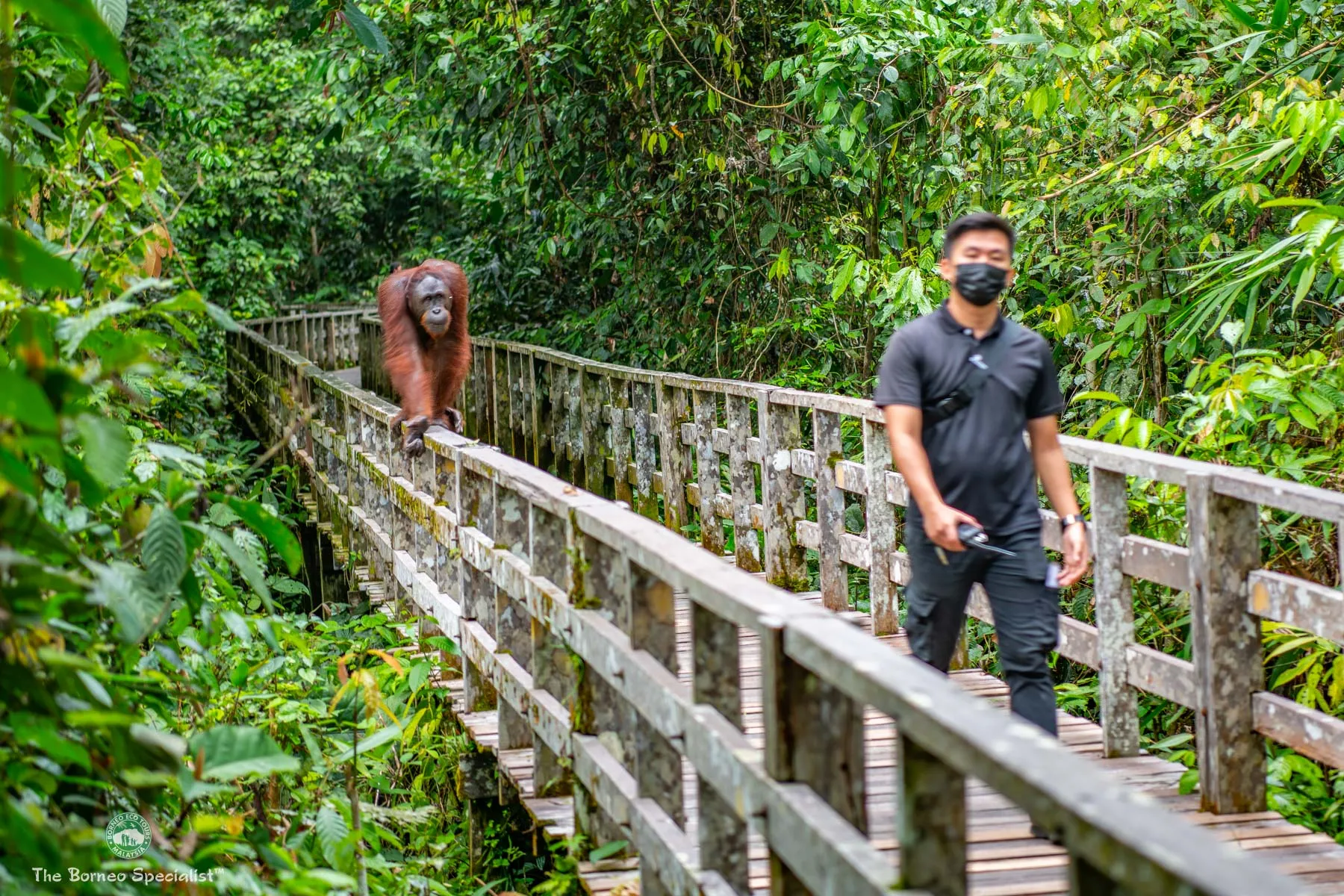 An Orang Utan tailing a wary staff of Sepilok Orang Utan Rehabilitation Centre
