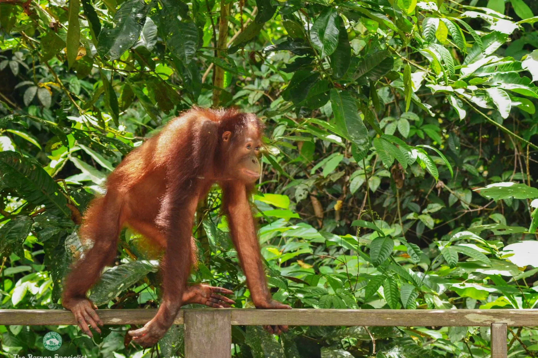 An Orang Utan roaming around the Sepilok Orang Utan Rehabilitation Centre