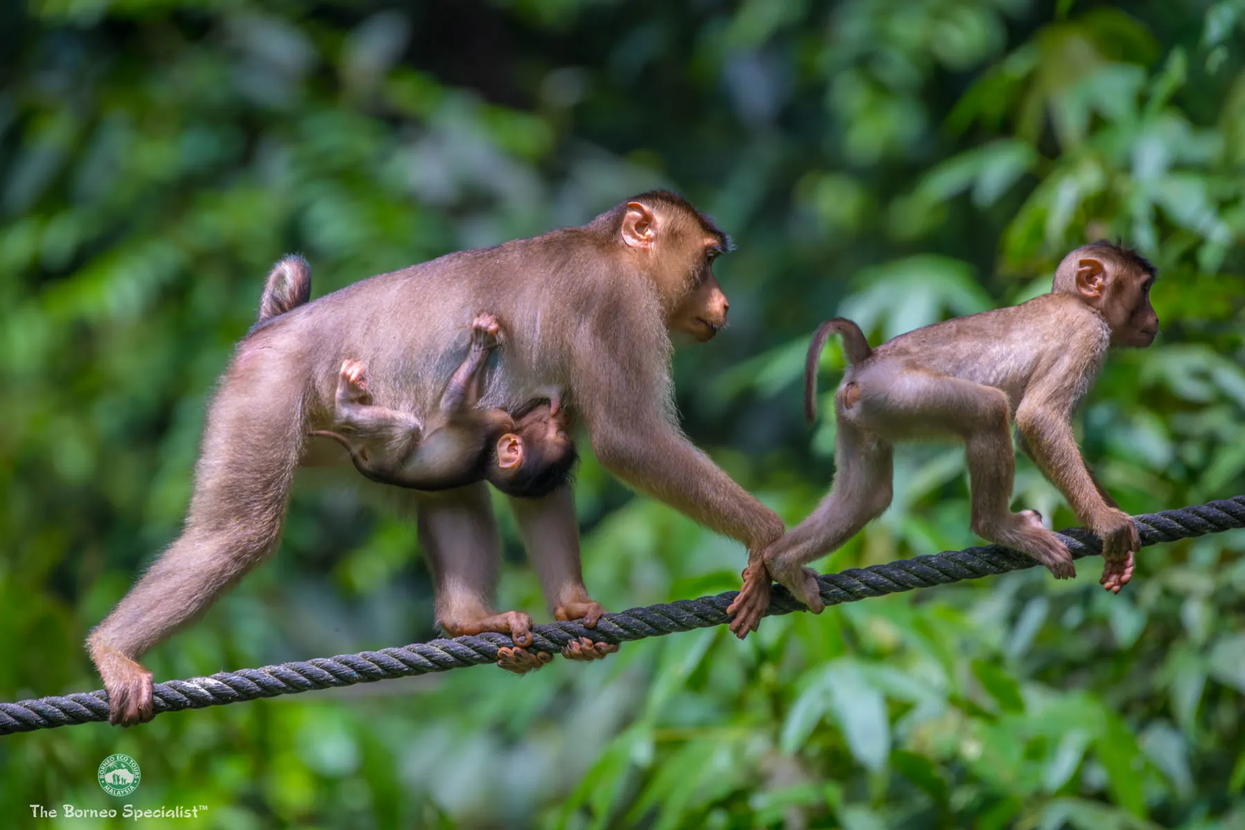 Pig tailed macaques