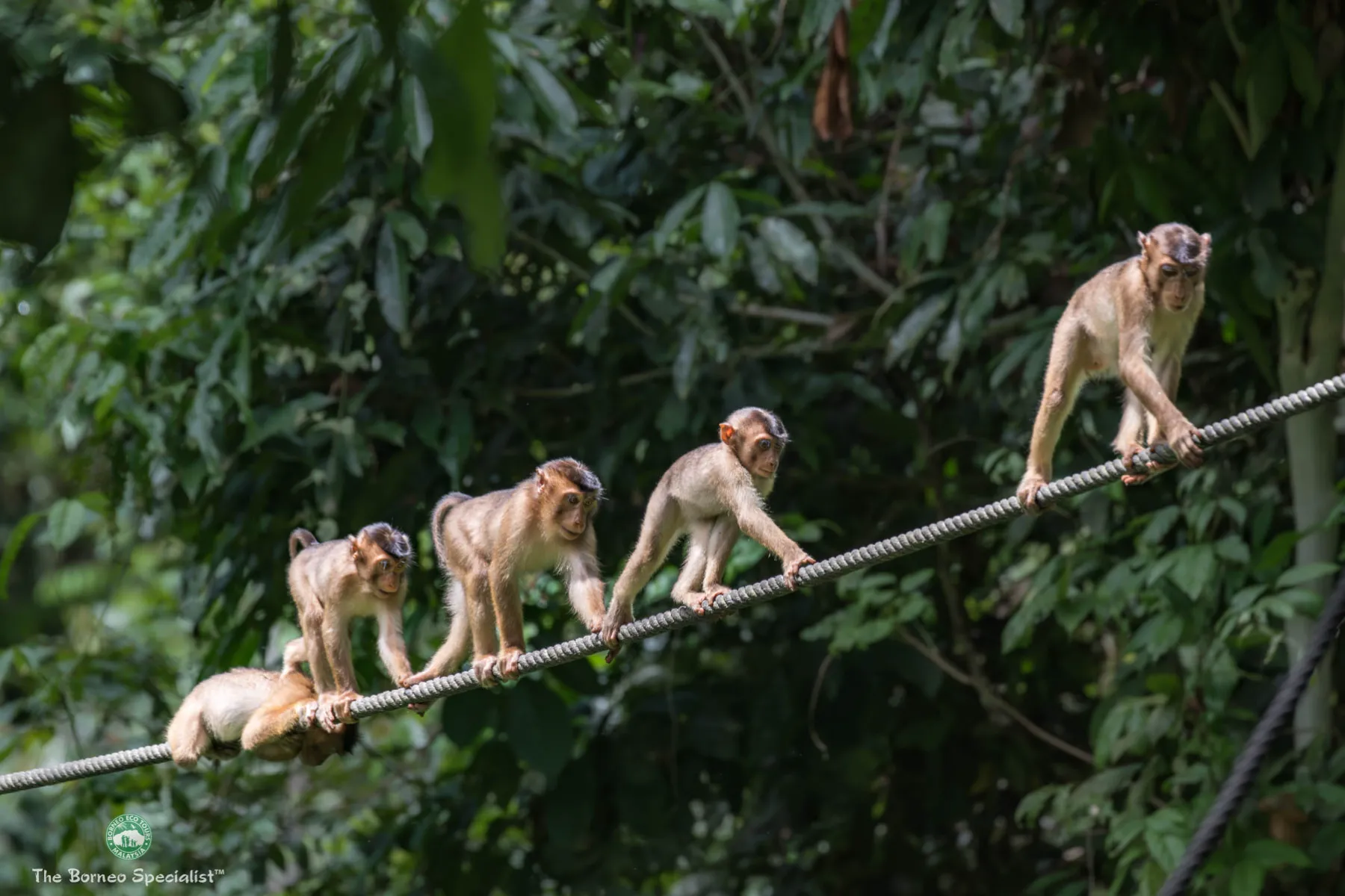 Pig-tailed macaques