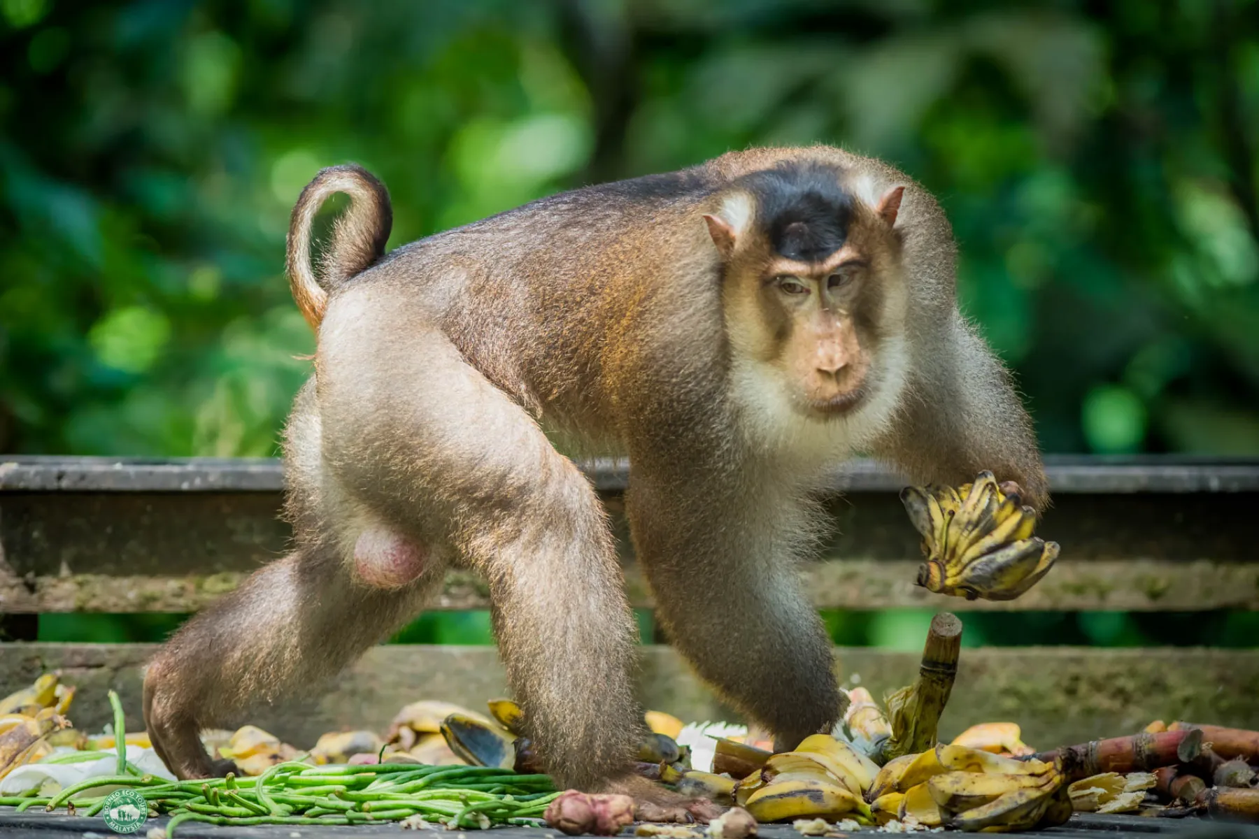 Pig-tailed macaque