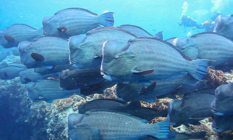 Macro Marine Life Haven