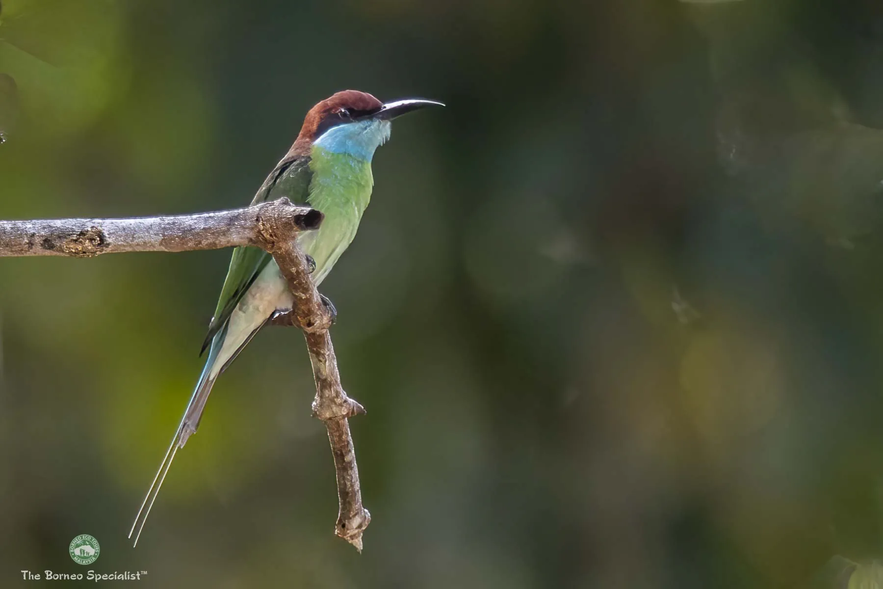 blue-throated bee-eater