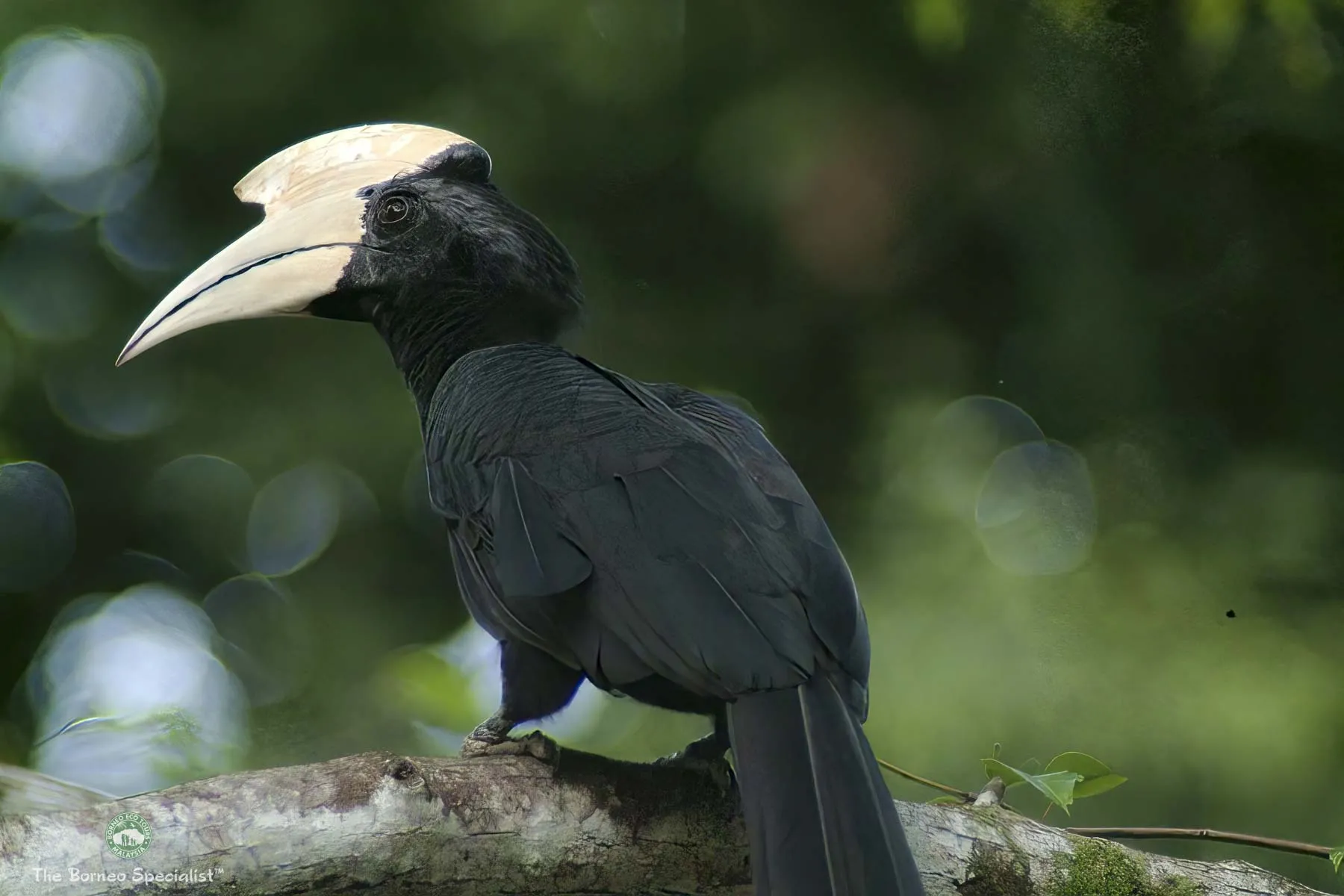 Asian black hornbill
