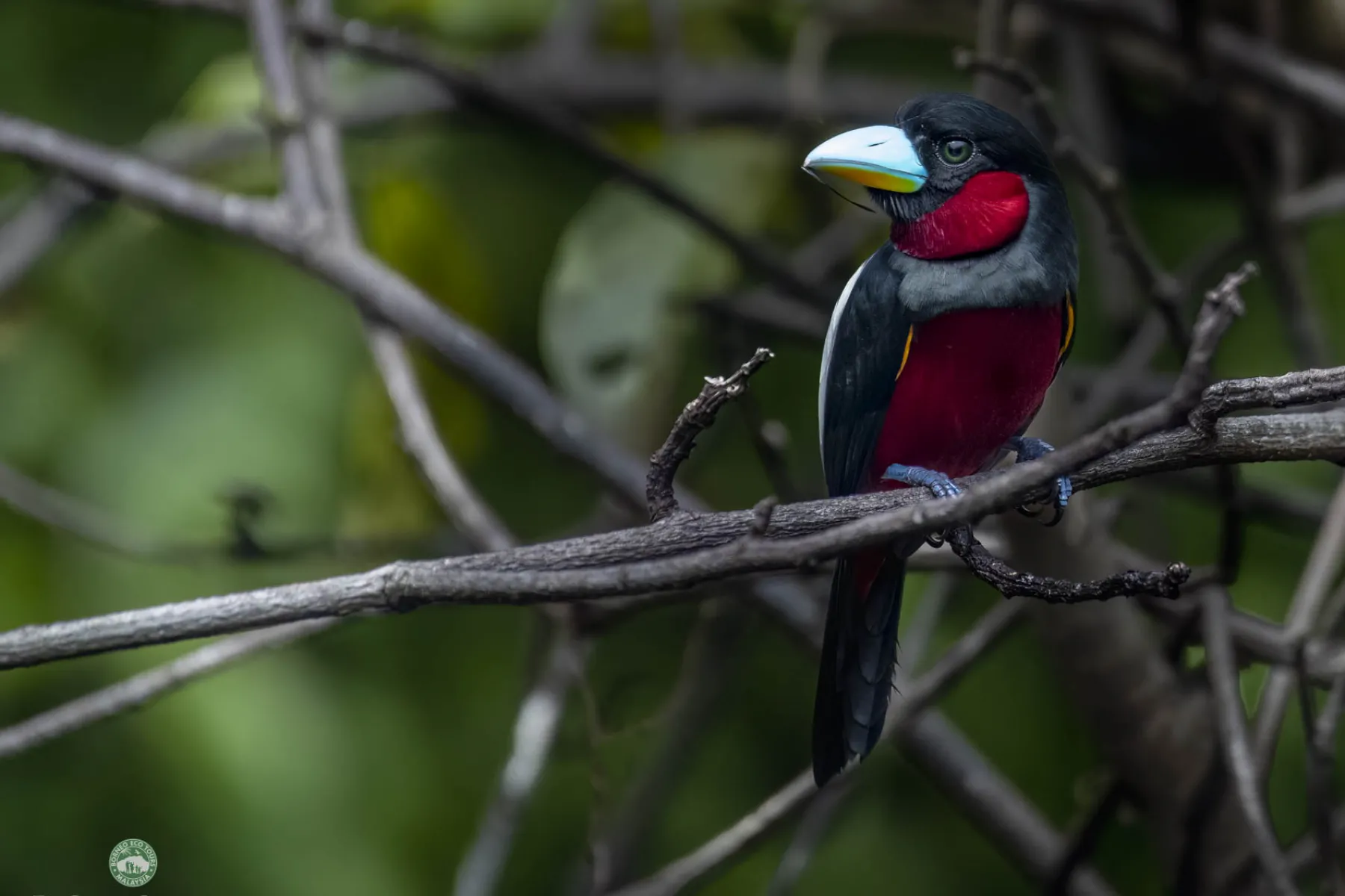 Black and red broadbill