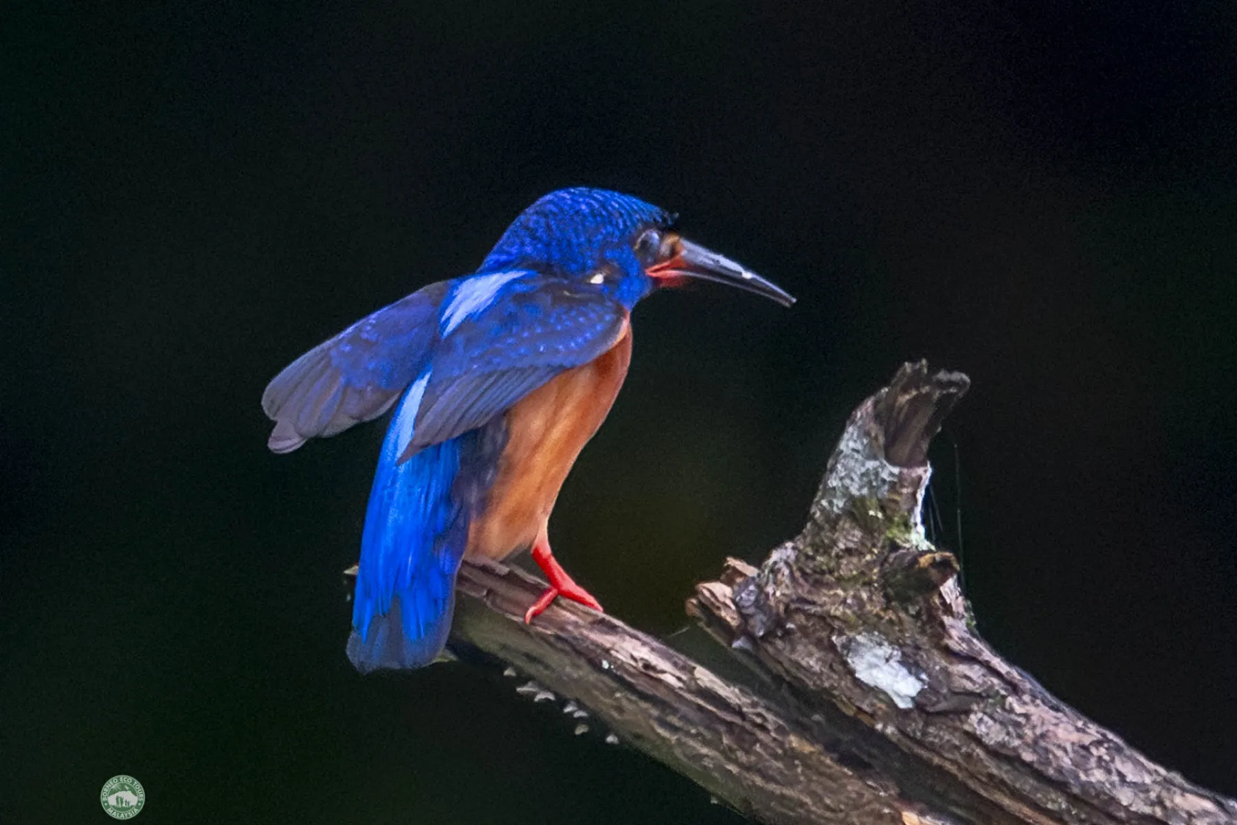 Blue-eared kingfishers