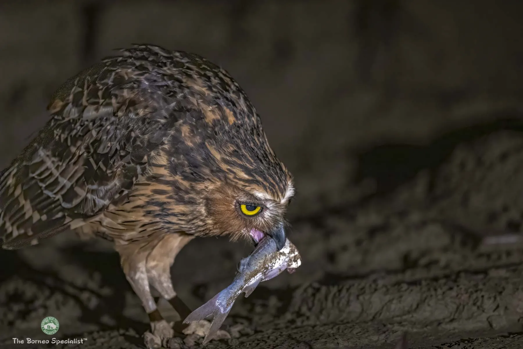 Buffy fish owl