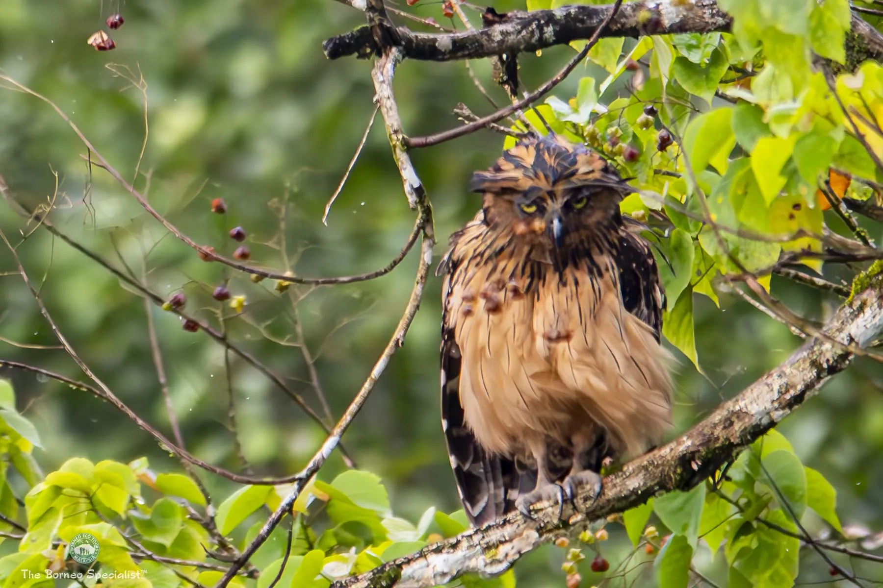 Buffy fish owl