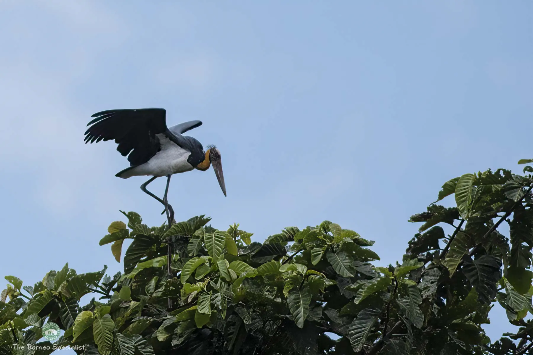 Less Adjutant Stork