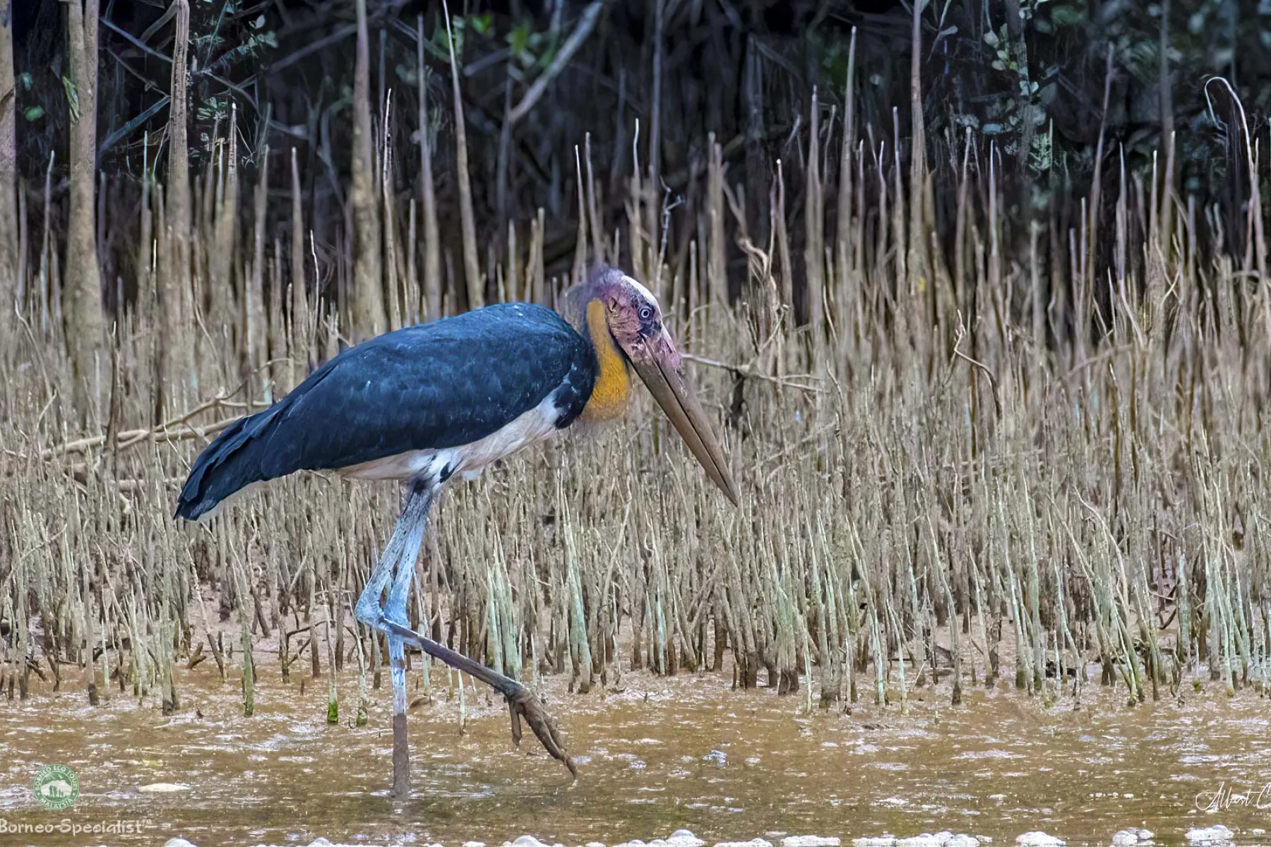 Lesser adjutant stork