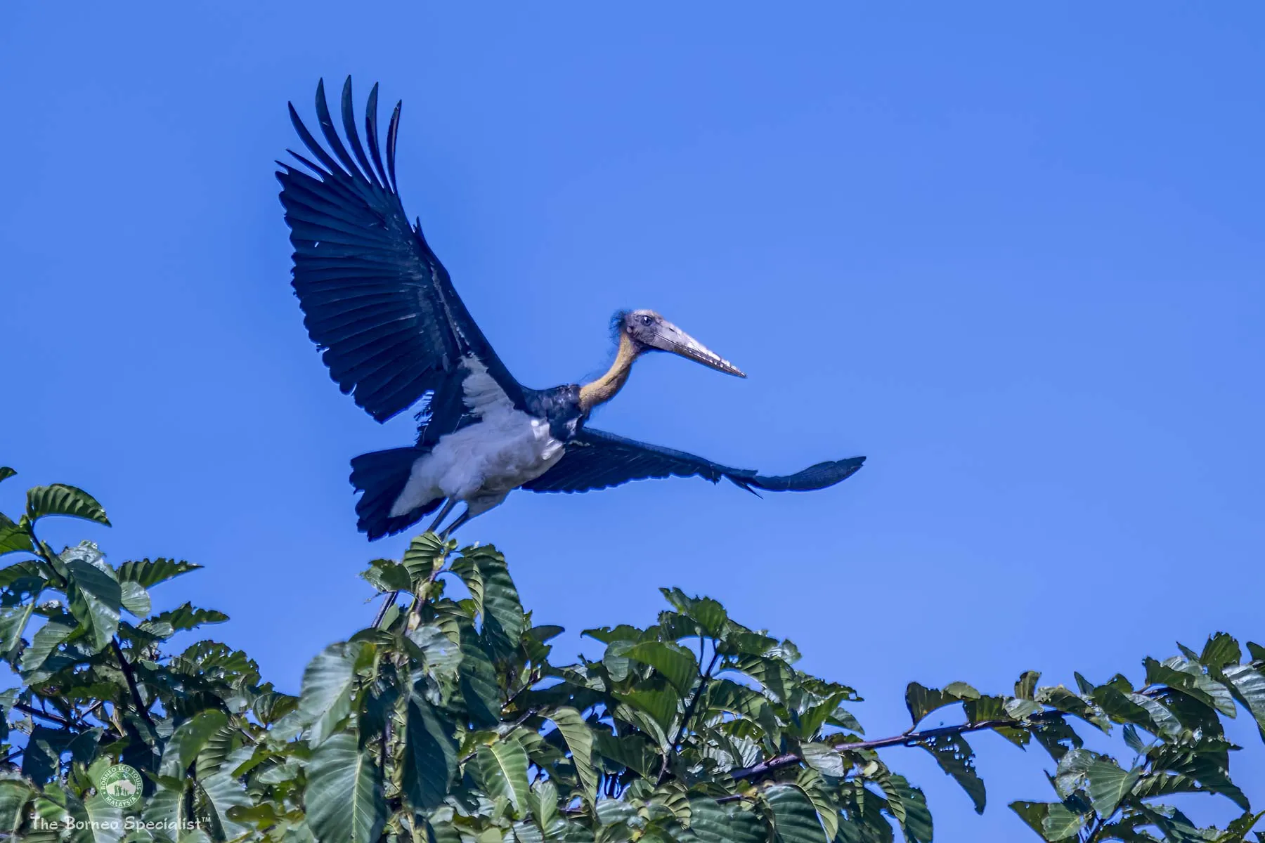 Lesser adjutant stork