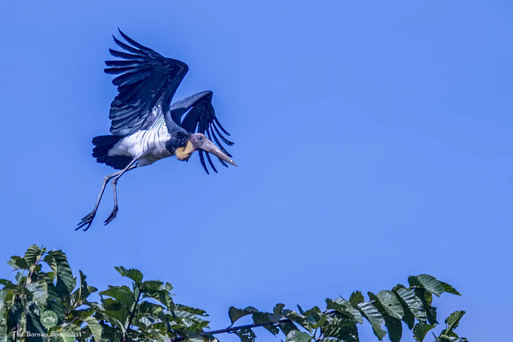 Lesser adjutant stork