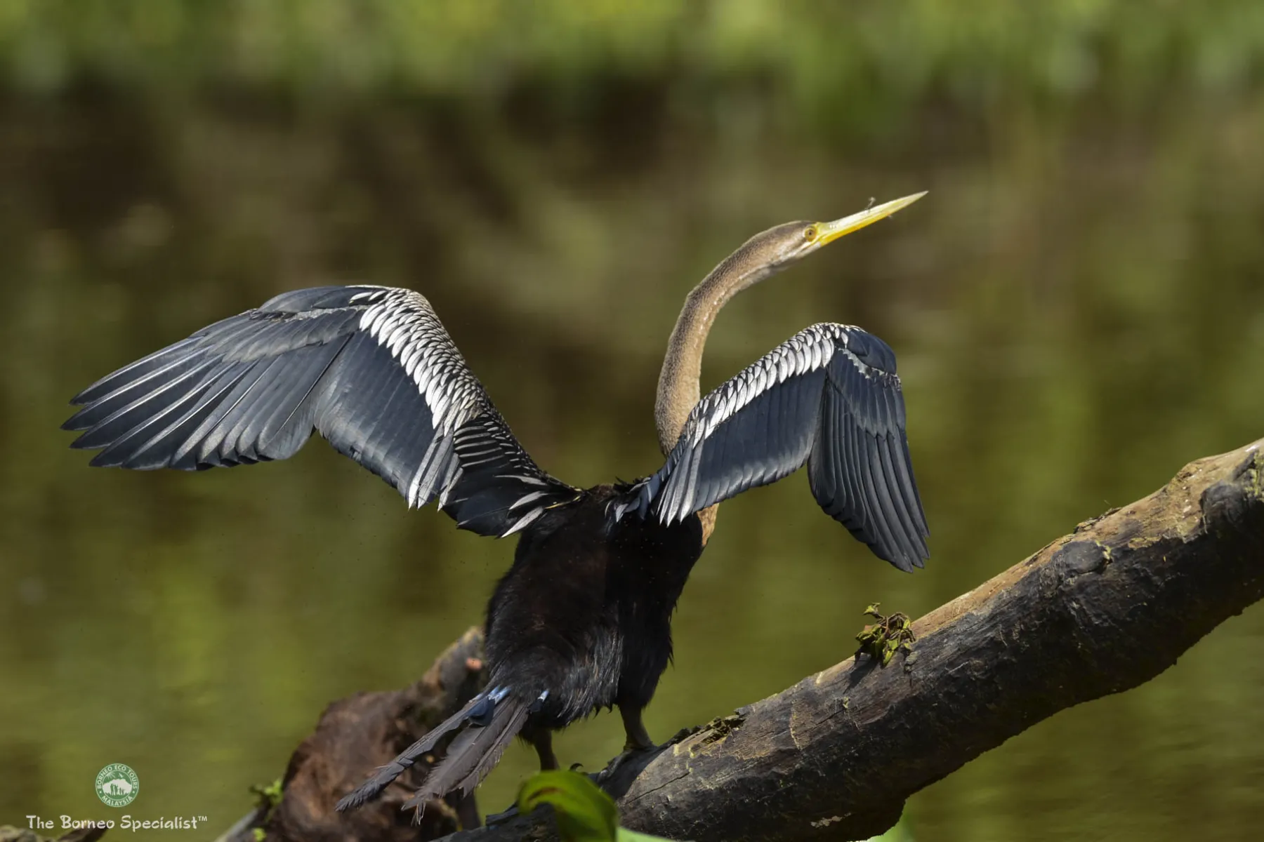 Oriental darter