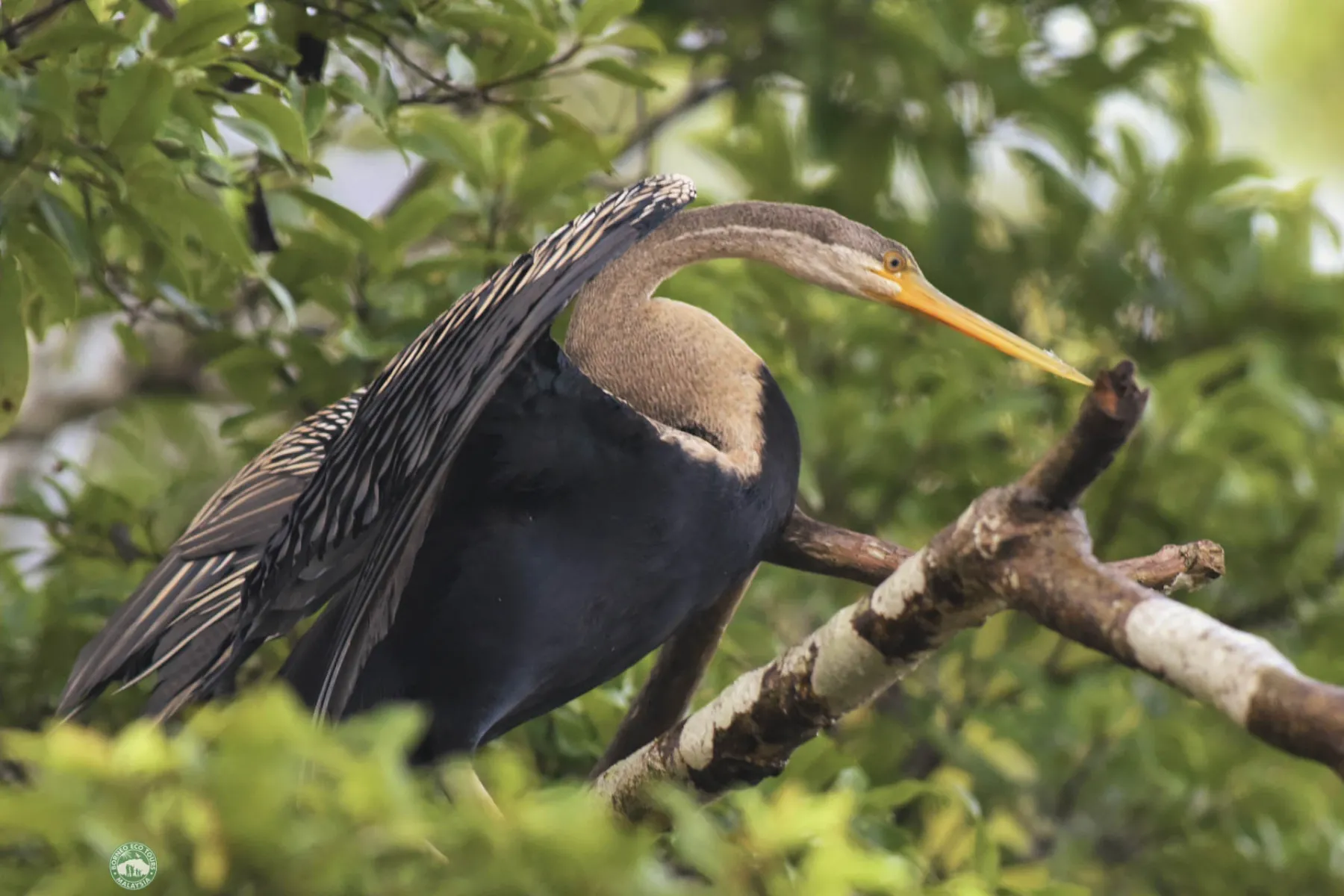 Oriental darter