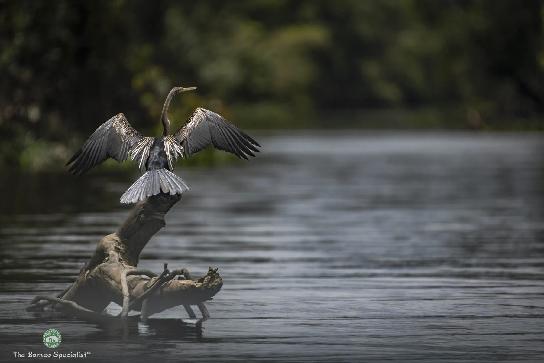 Oriental darter