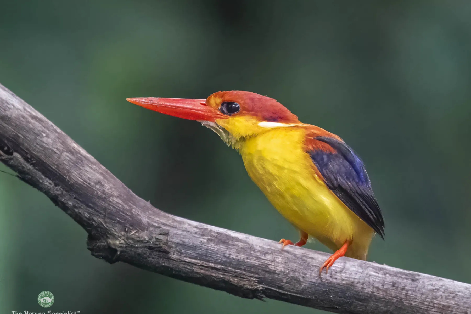 Oriental dwarf kingfisher