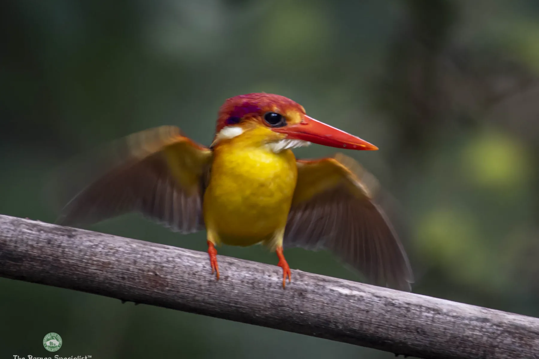 Oriental dwarf kingfisher