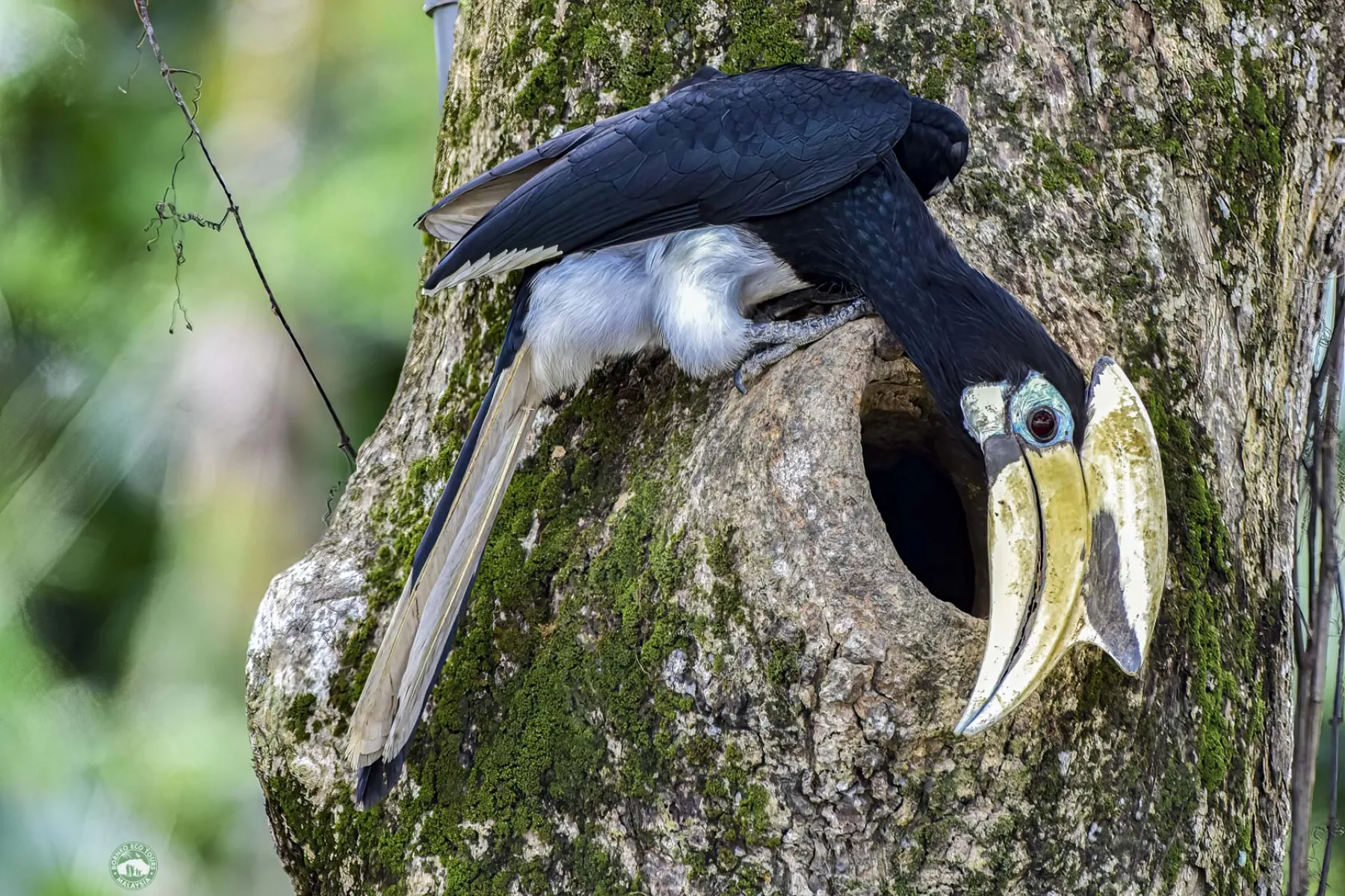 Oriental pied hornbill