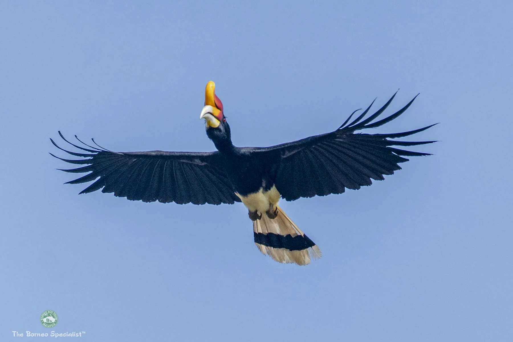 Phinoceros hornbill in flight