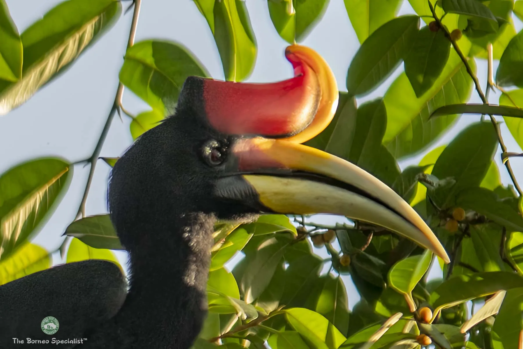 Rhinoceros hornbill