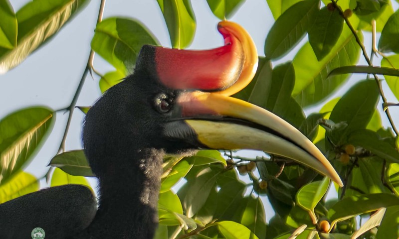 Uncover Sabah, Borneo's Avifauna