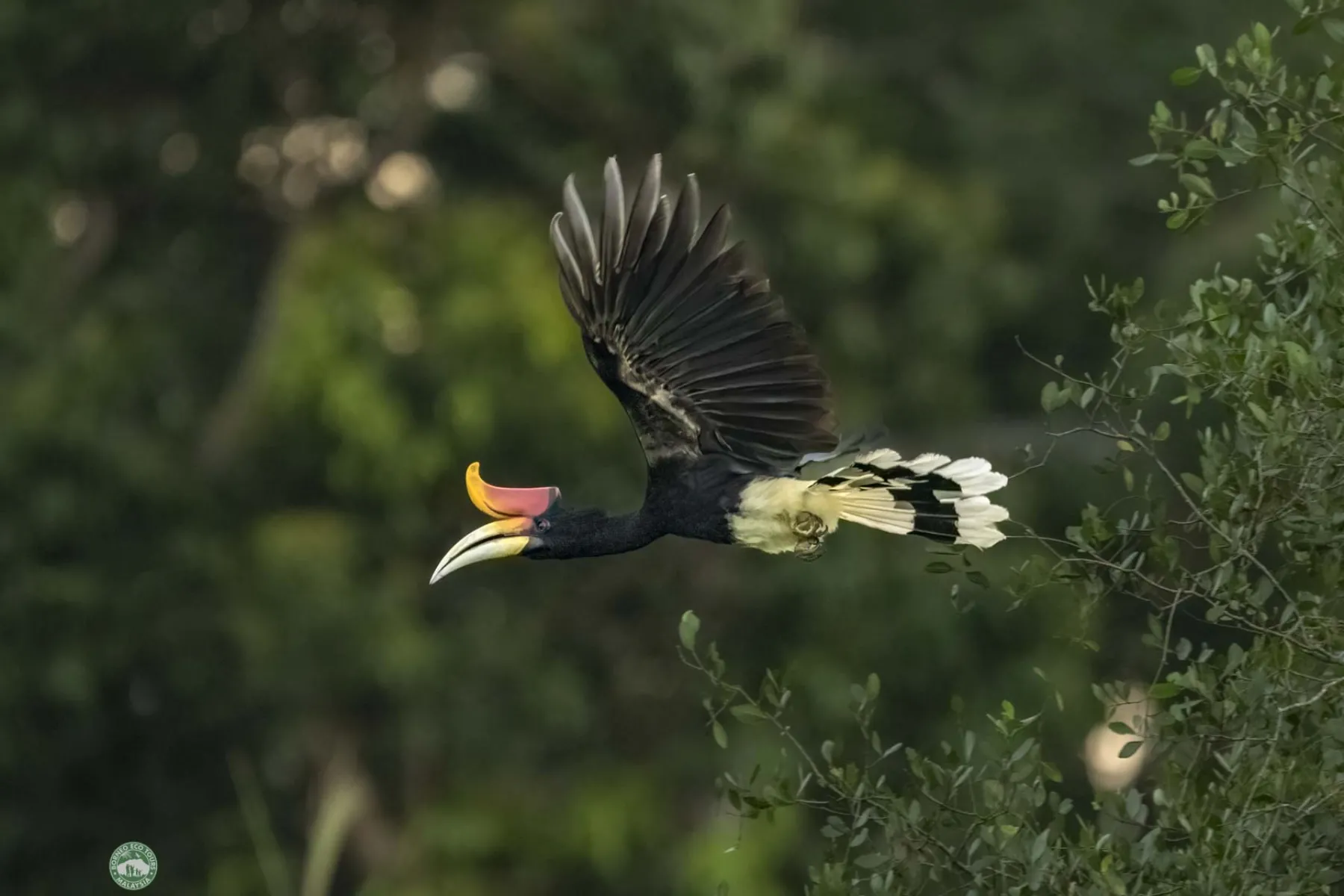 Rhinoceros hornbill