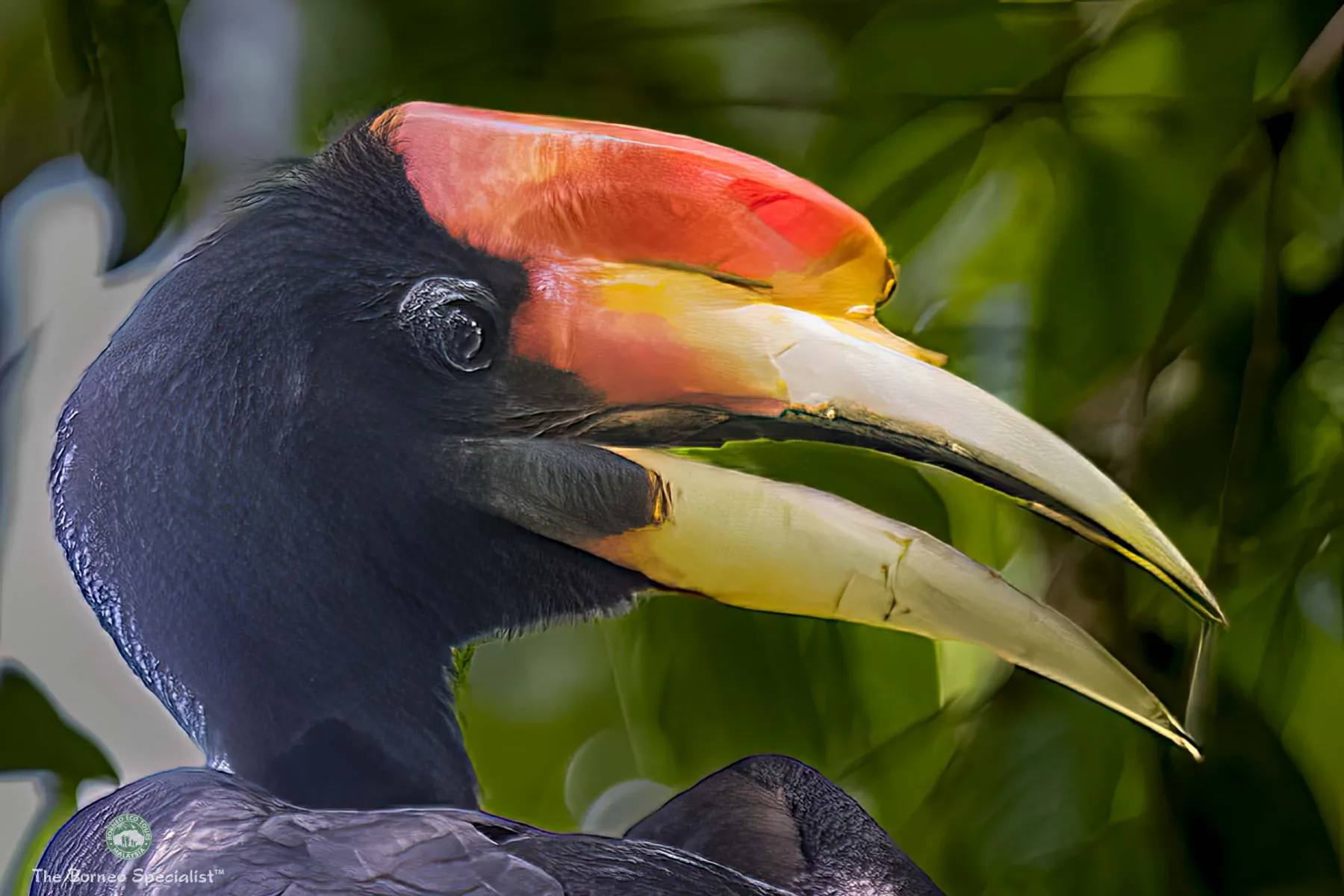 Rhinoceros hornbill