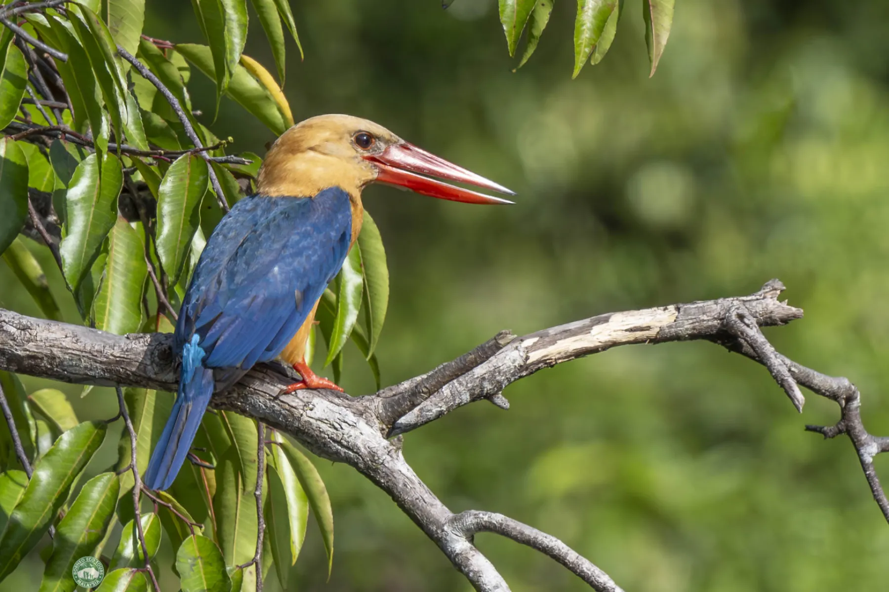 Stork-billed kingfisher