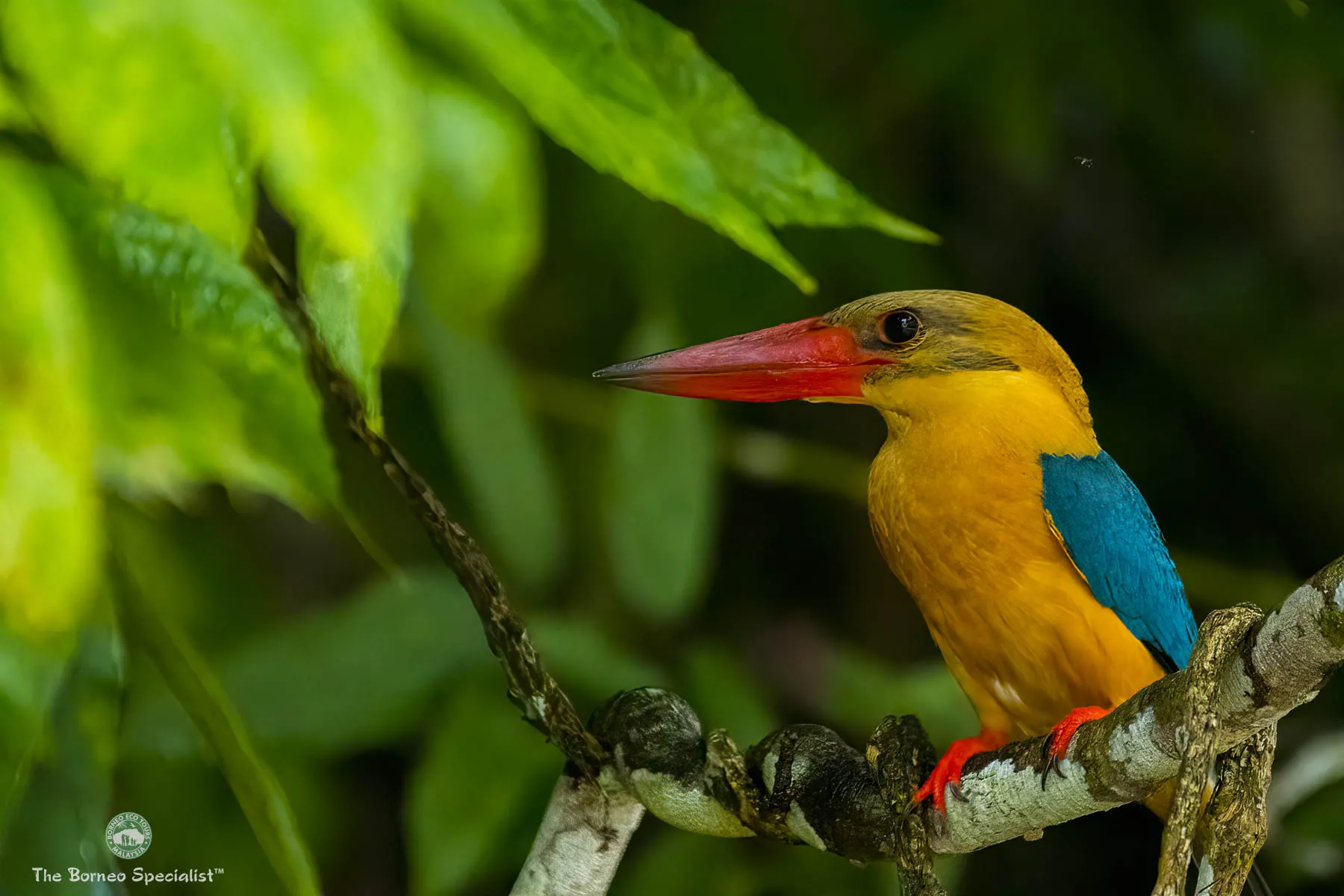 Stork-billed kingfisher