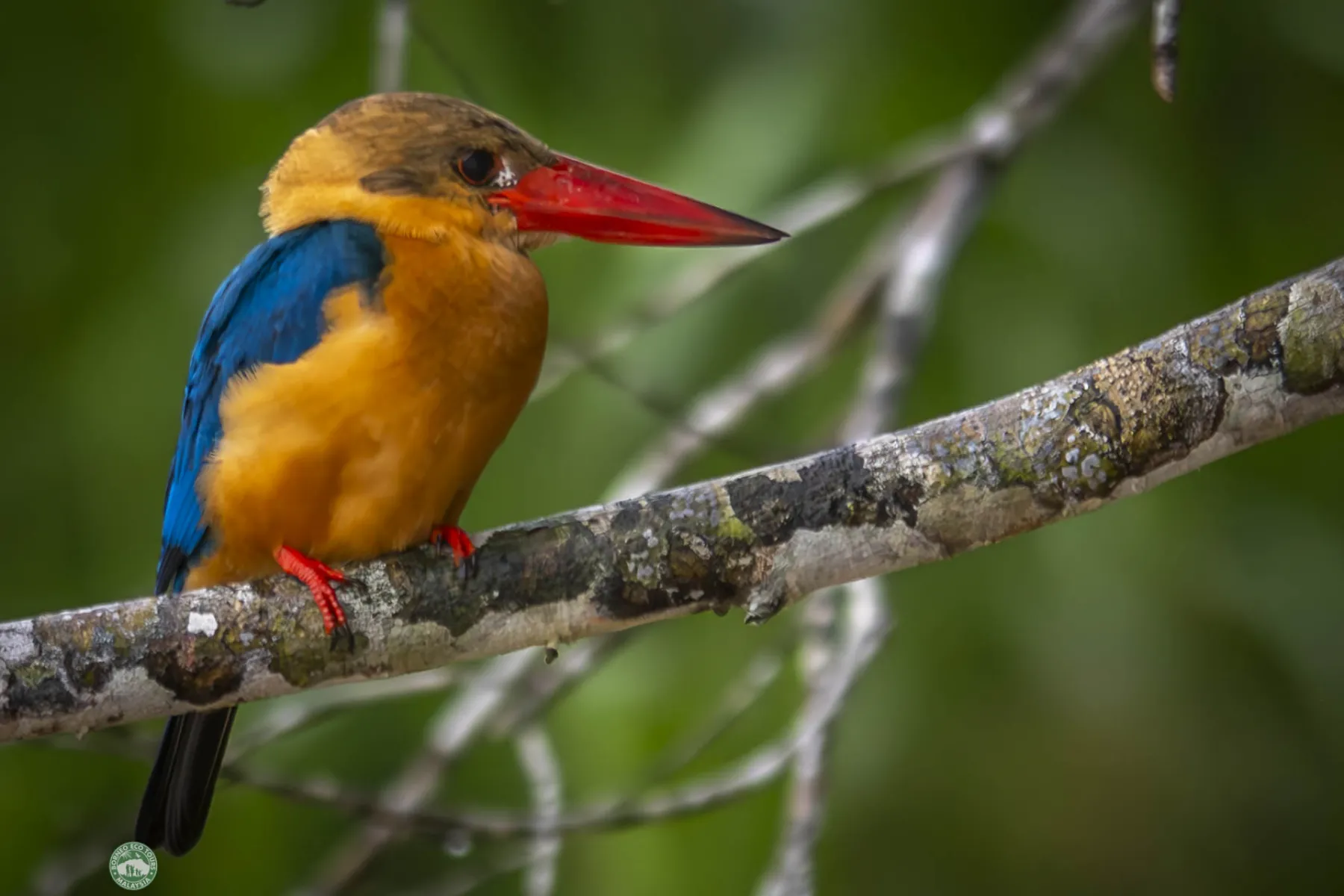 Stork-billed kingfisher