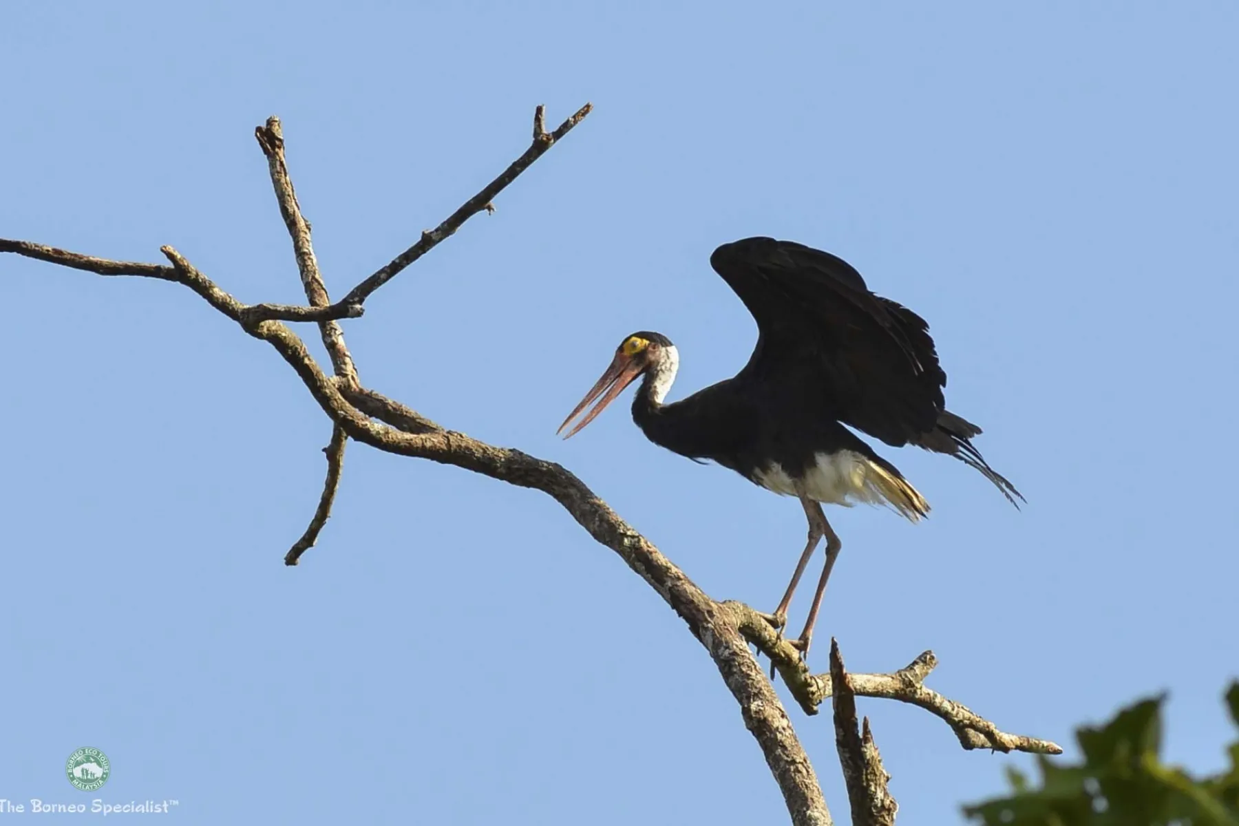 Storm Stork
