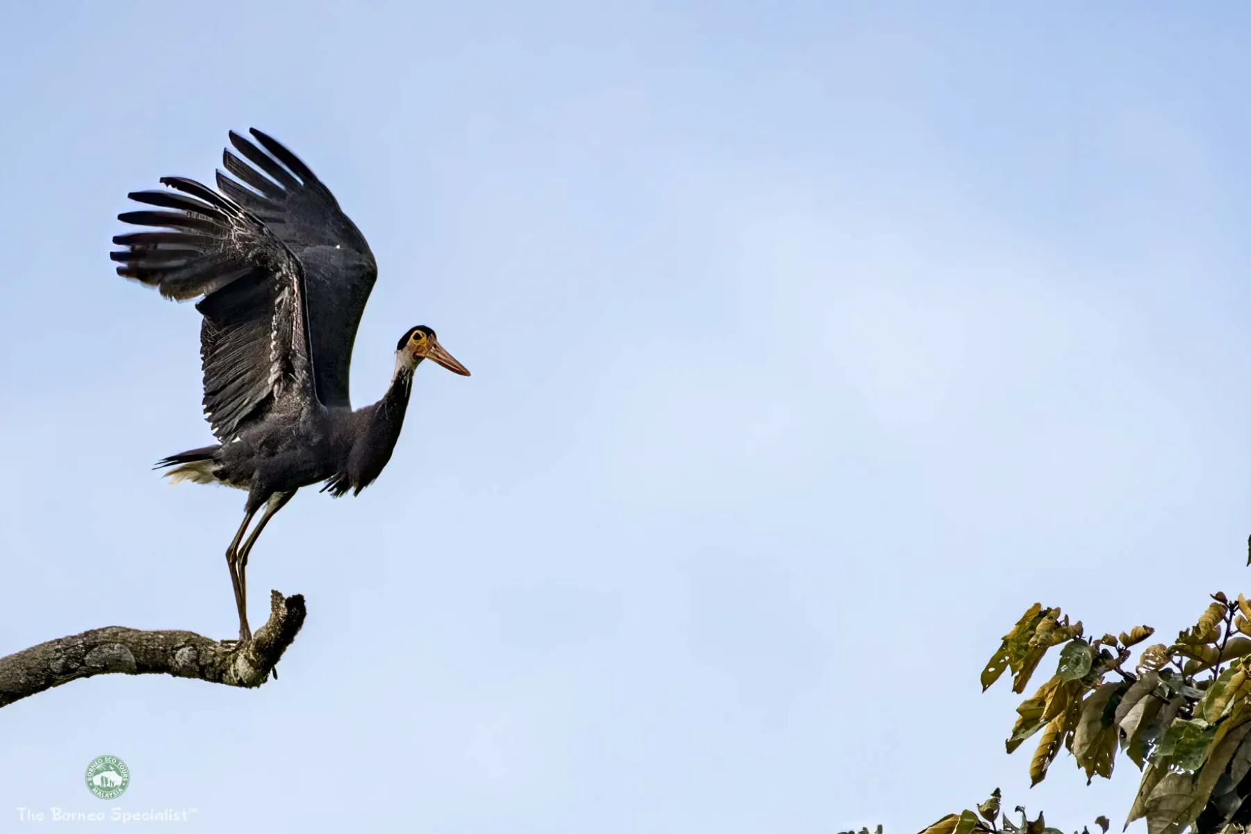 Storm stork