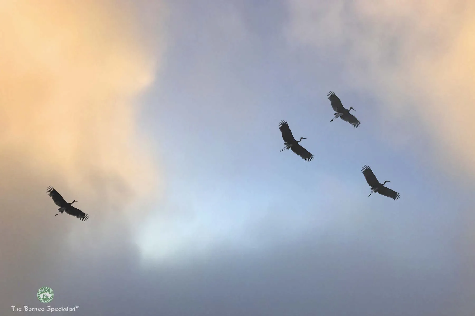 Storm storks