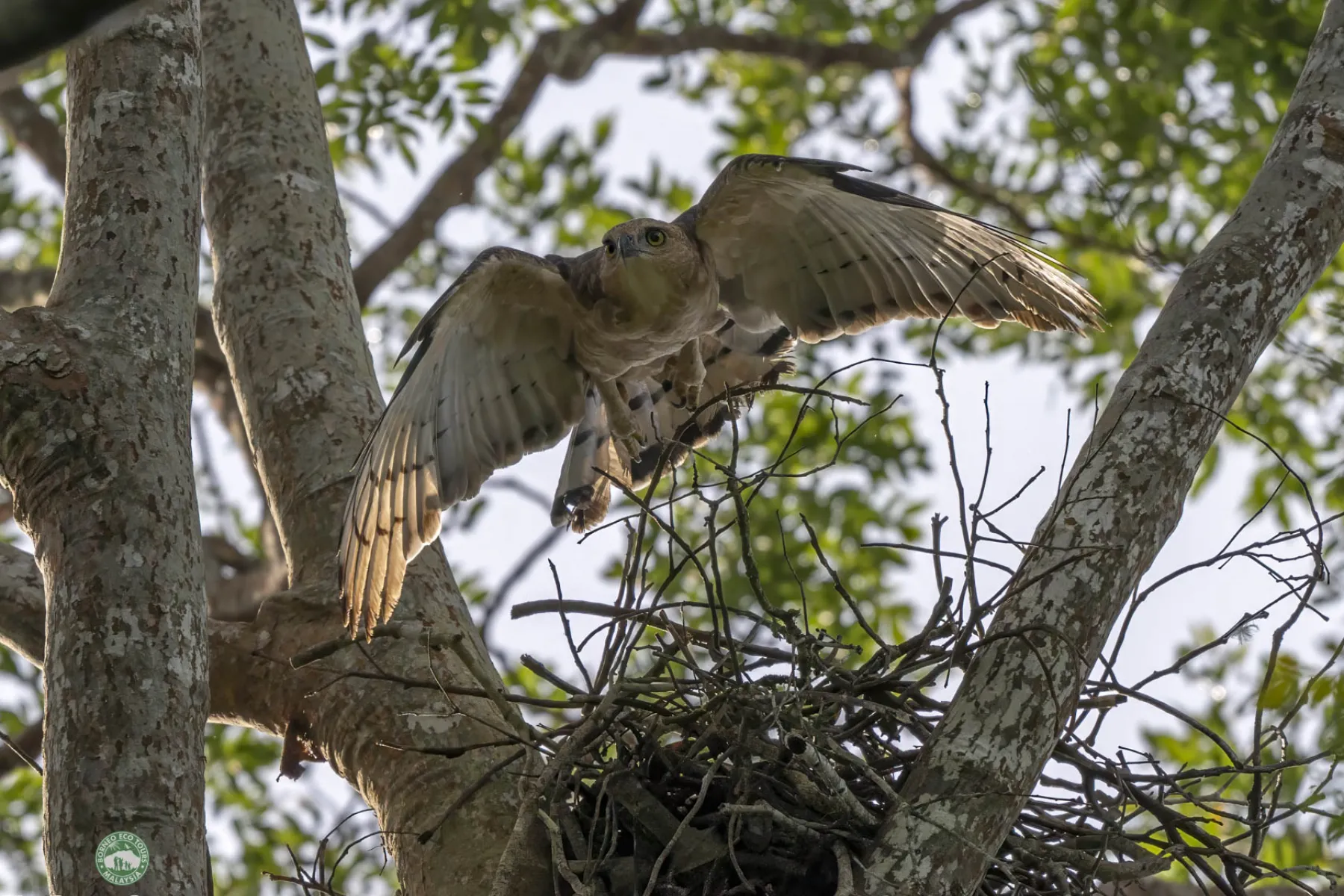 Wallace's Hawk Eagle