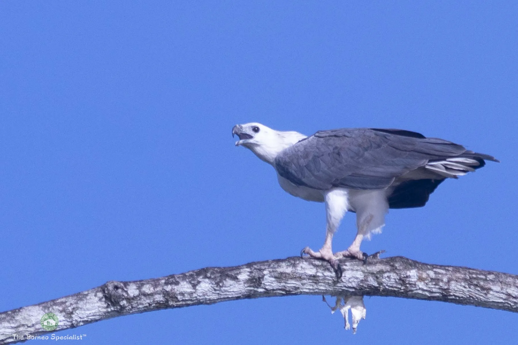 White-bellied sea eagle