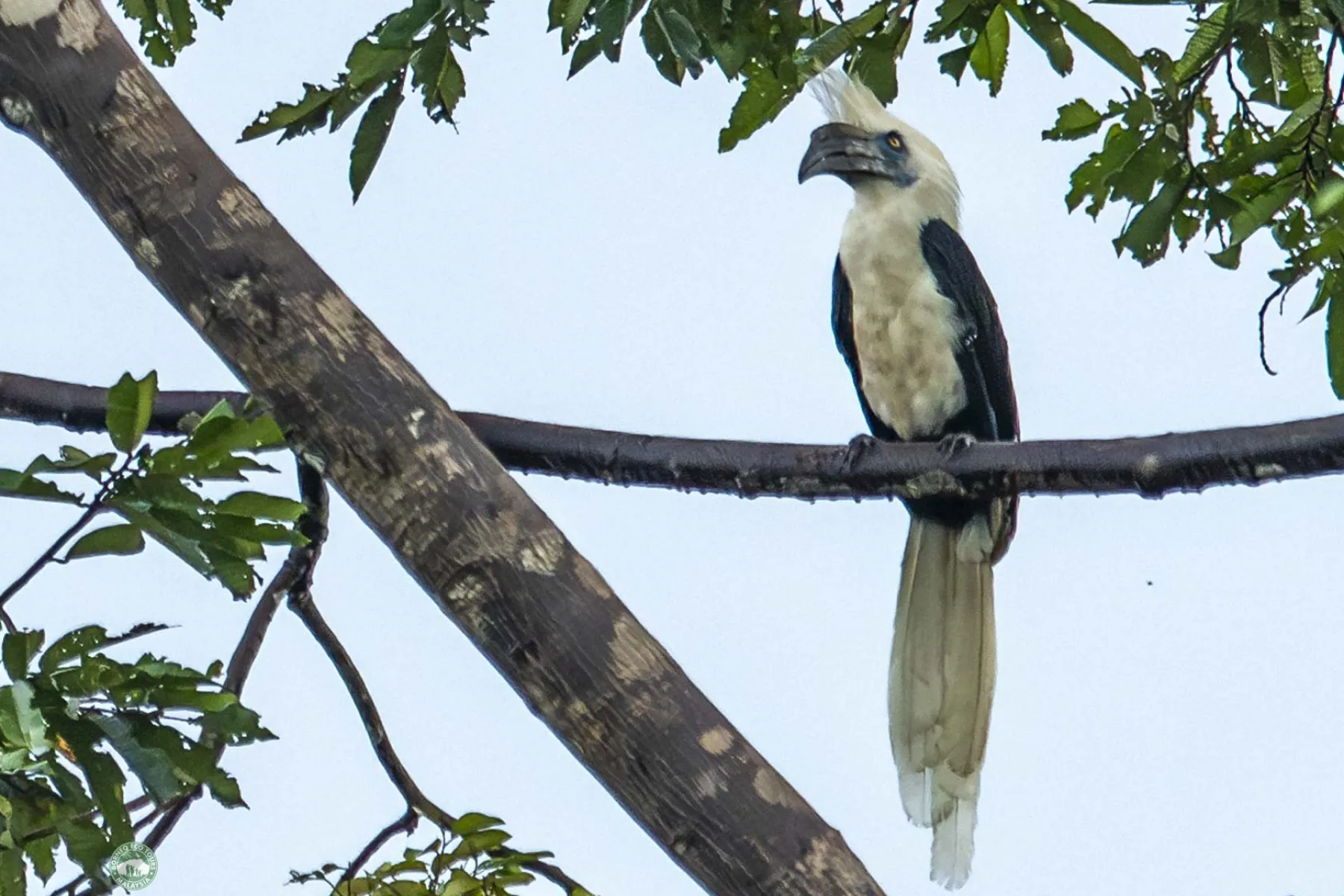 White Crowned Hornbill