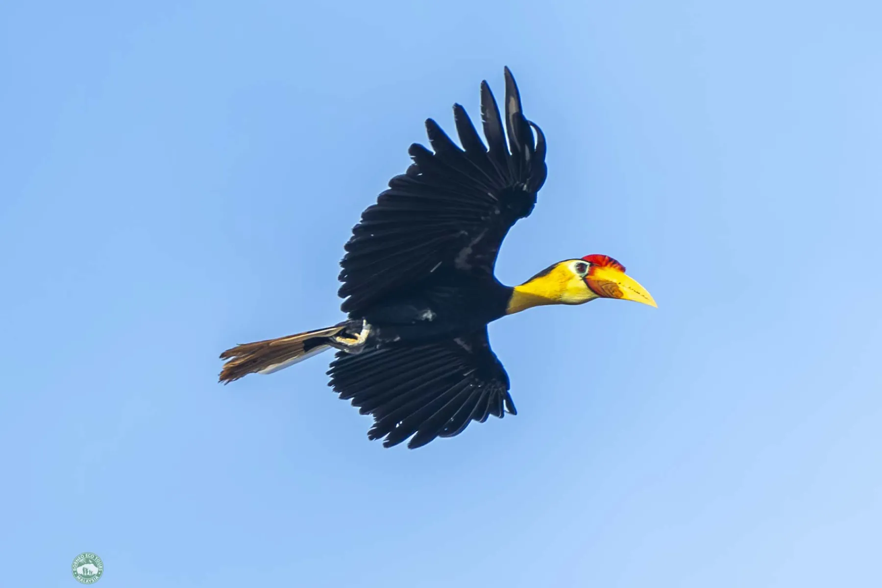 Wrinkled Hornbill