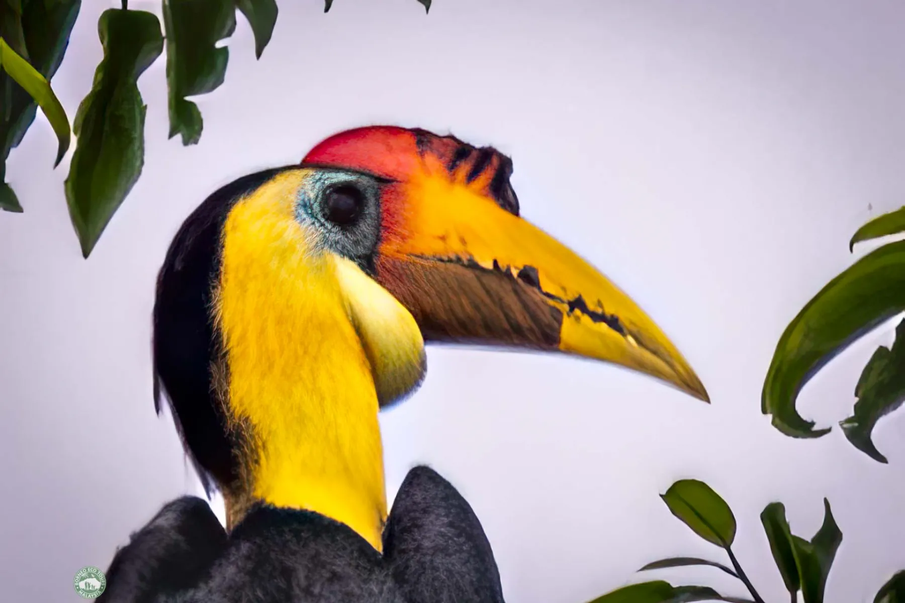 Wrinkled hornbill