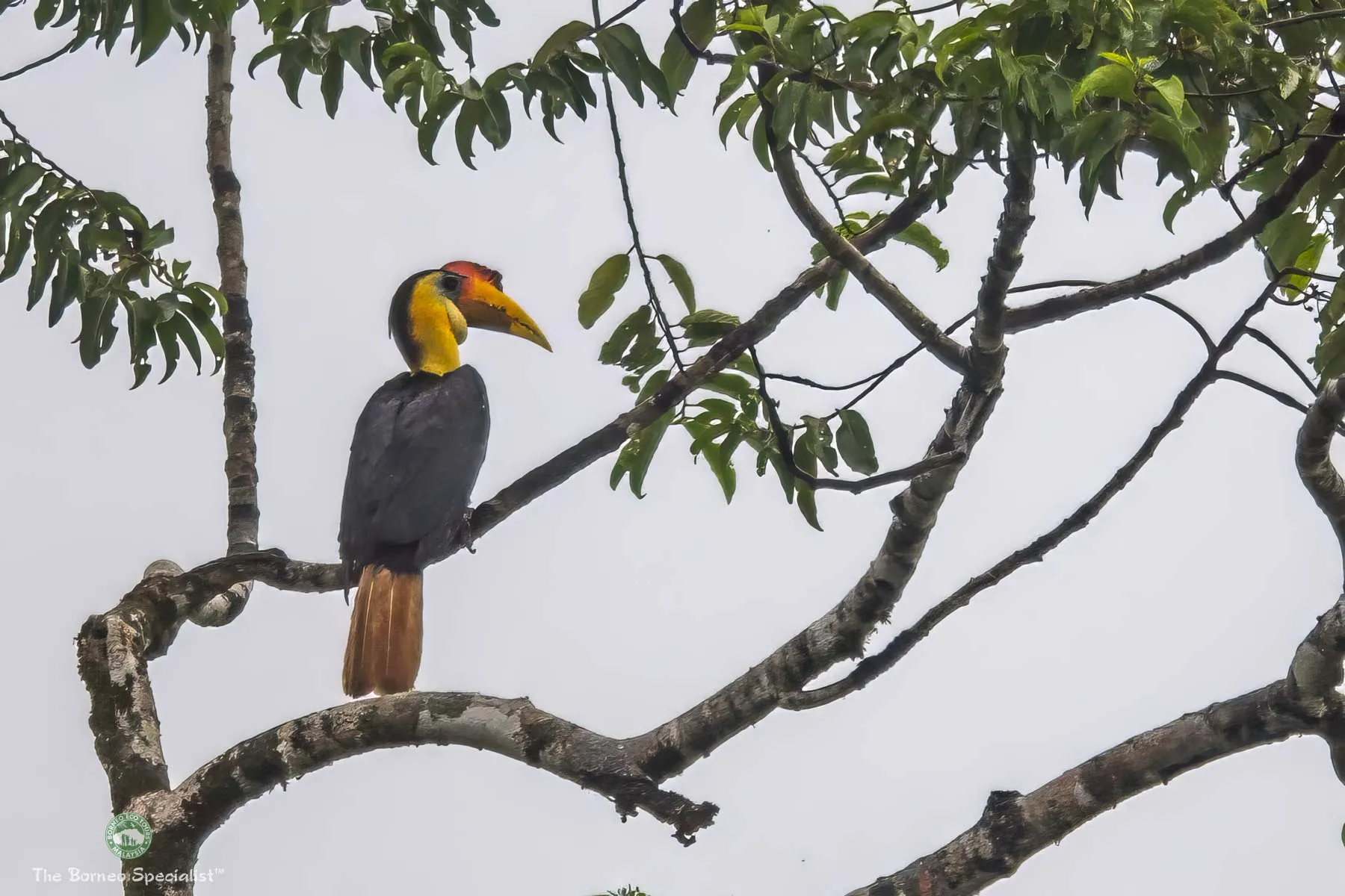 Wrinkled hornbill