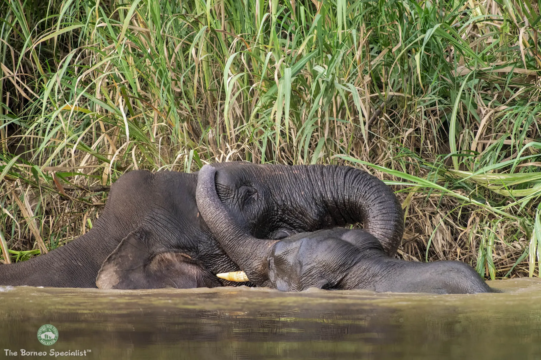 Bornean pygmy elephant