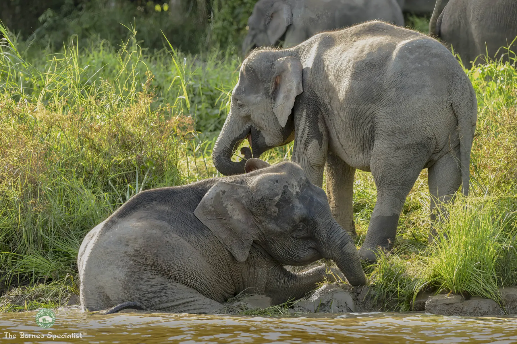 Bornean pygmy elephants
